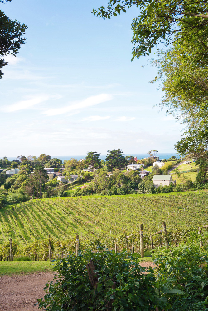Where to go in New Zealand? Waiheke Island for wine tasting!