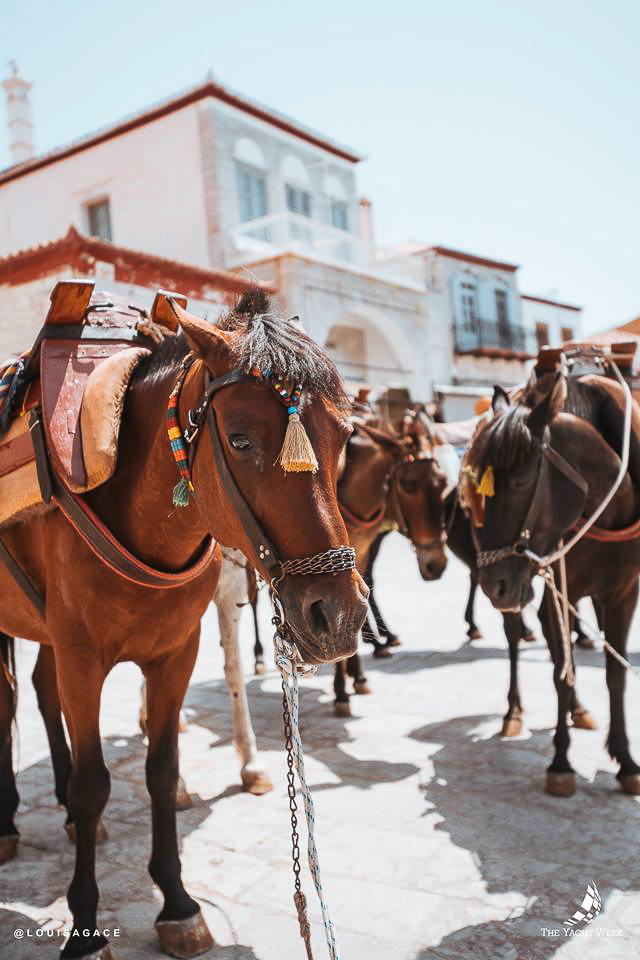 Donkeys in Hydra, Greece