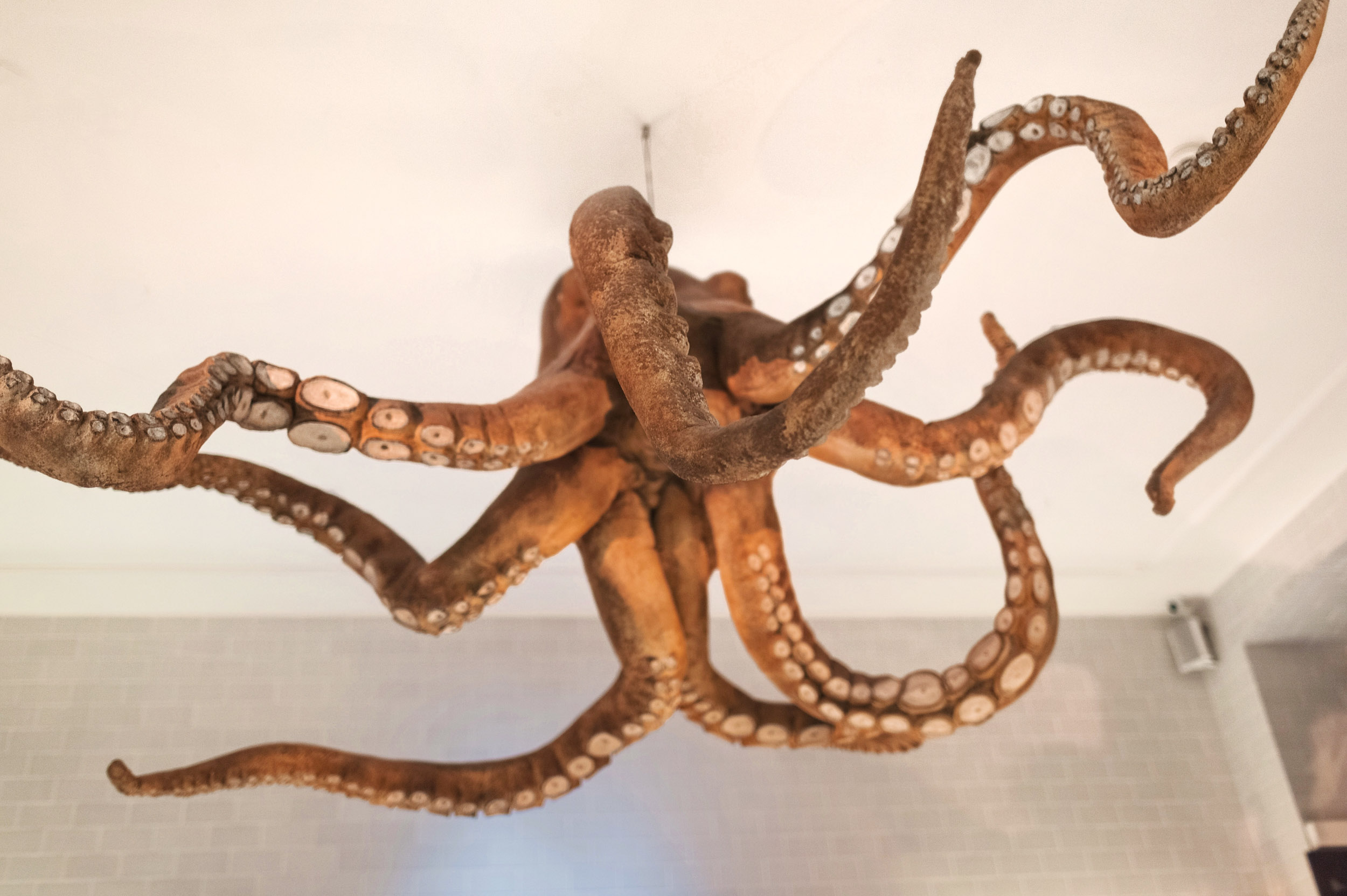 Octopus on display at A Cevicheria in Lisbon