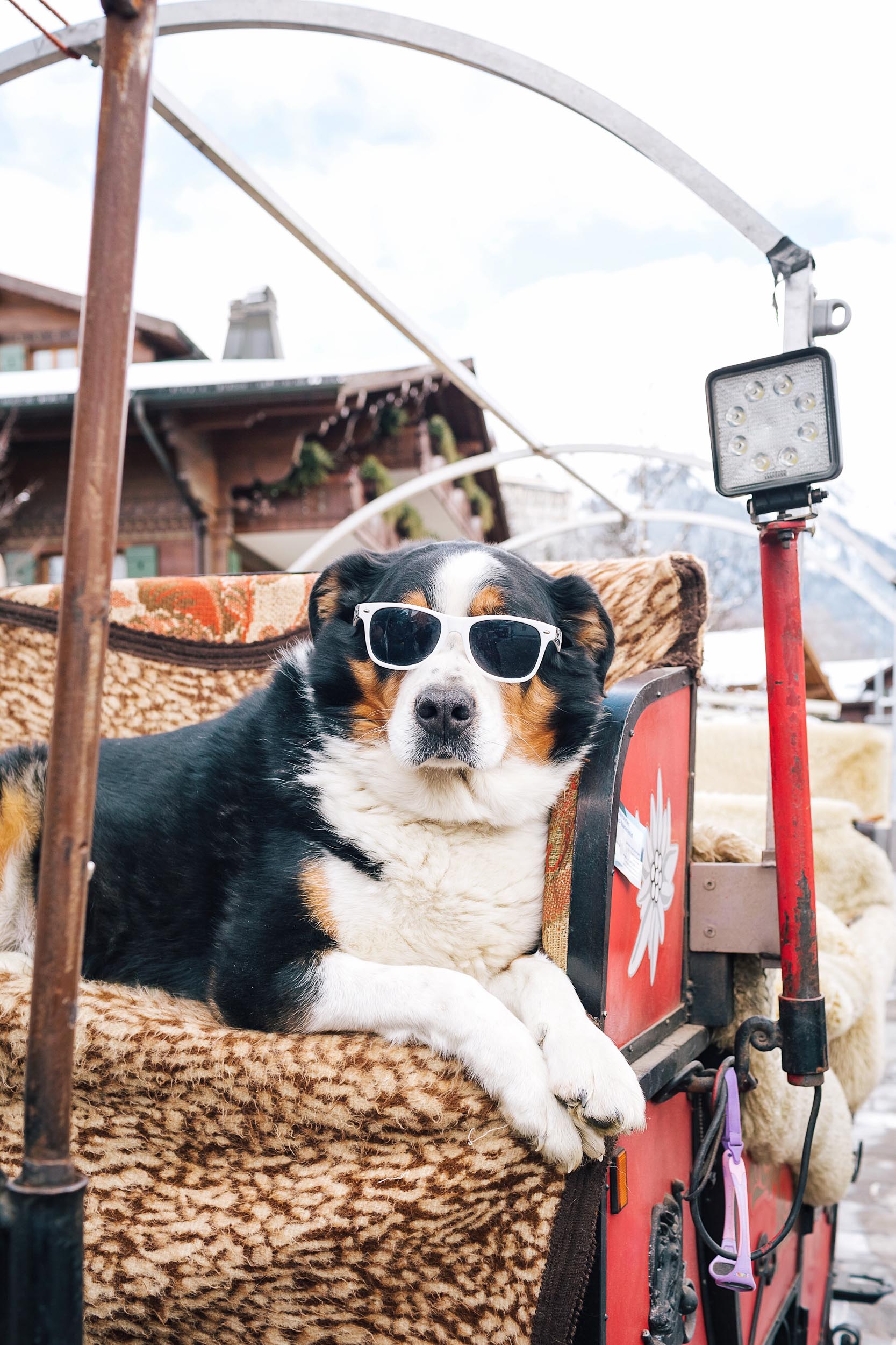 Nico, an adorable pup riding his owner's horse and carriage in Gstaad, Switzerland