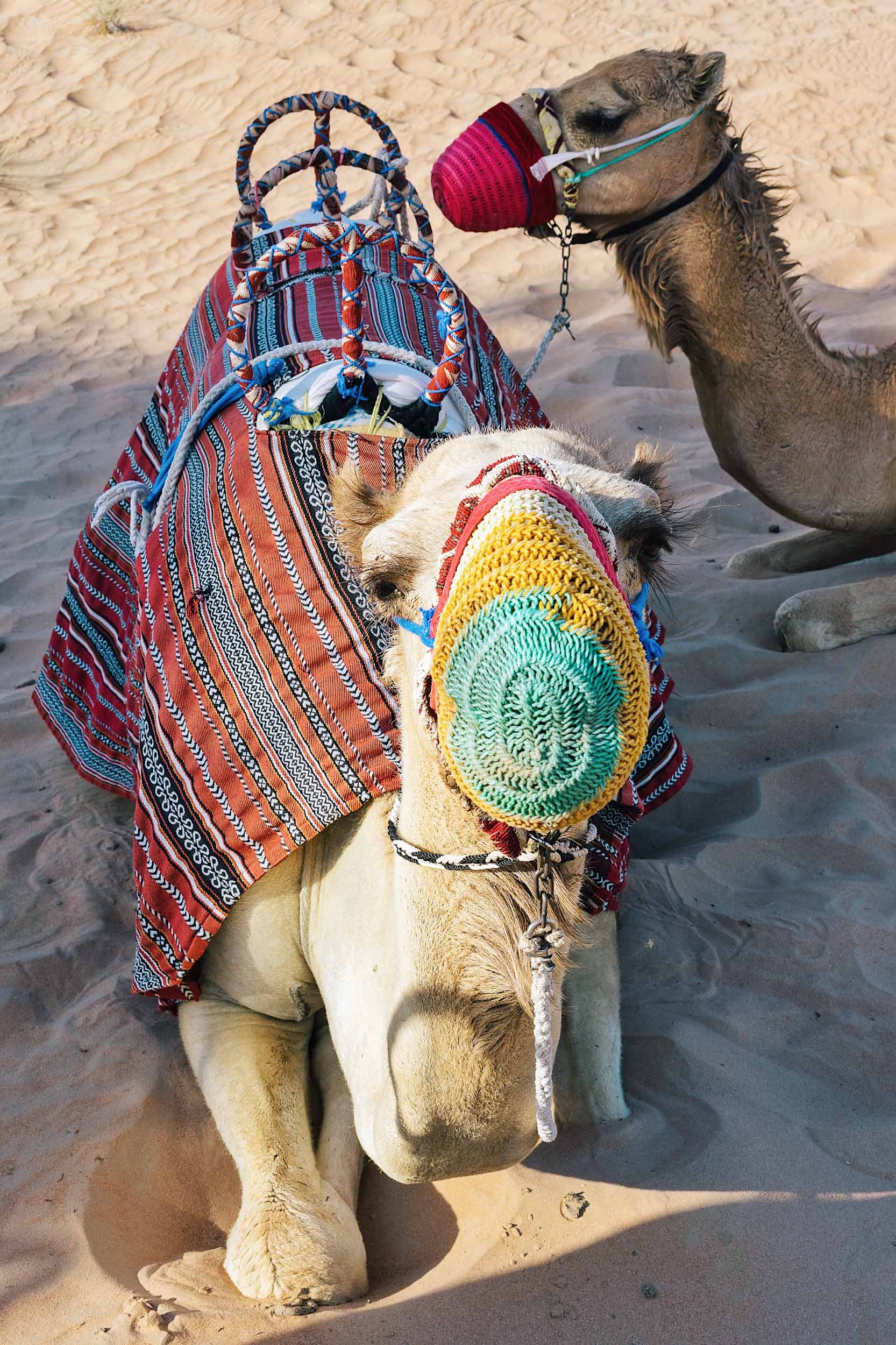Riding camels at a desert safari in Dubai