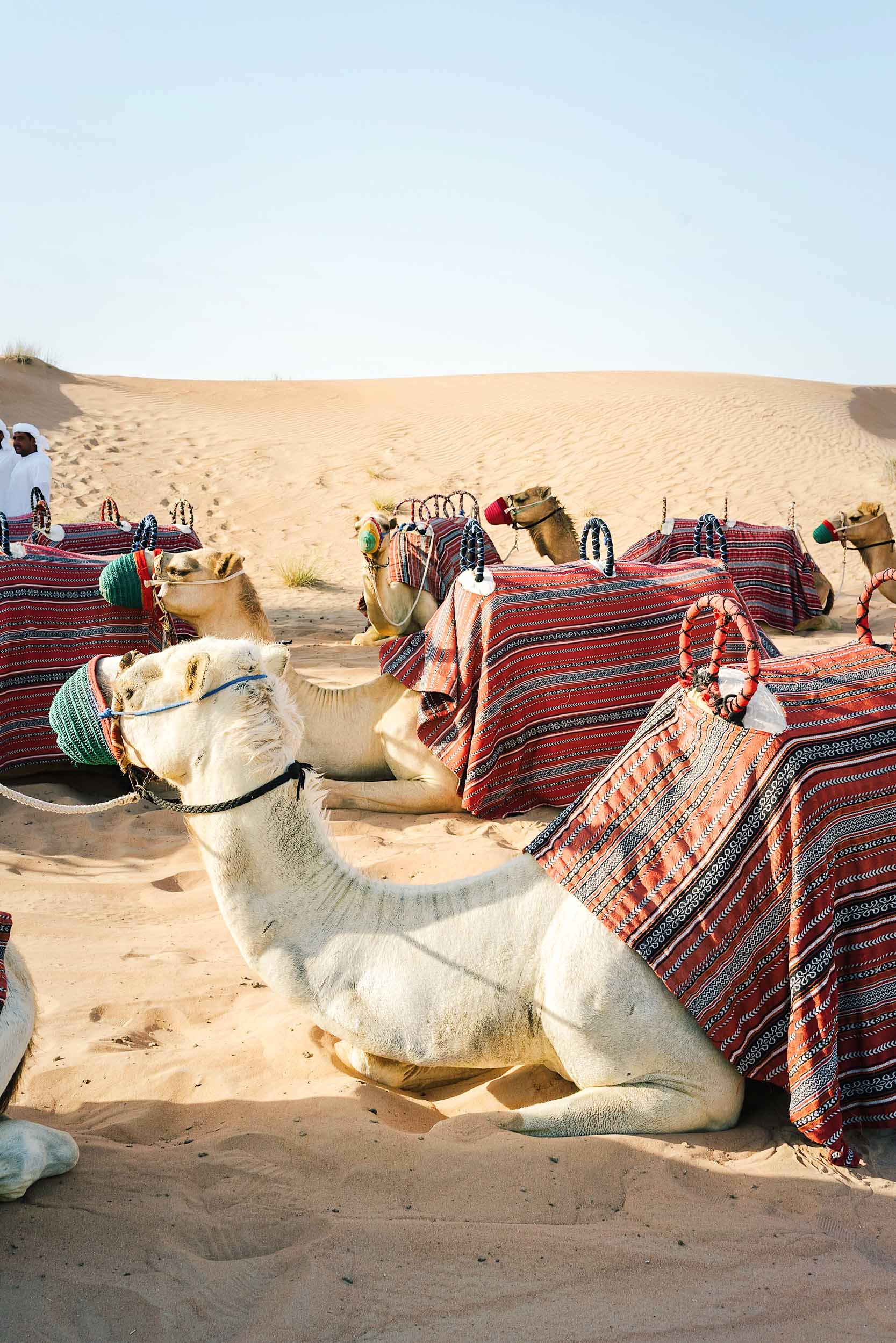 When in Dubai, ride a camel!