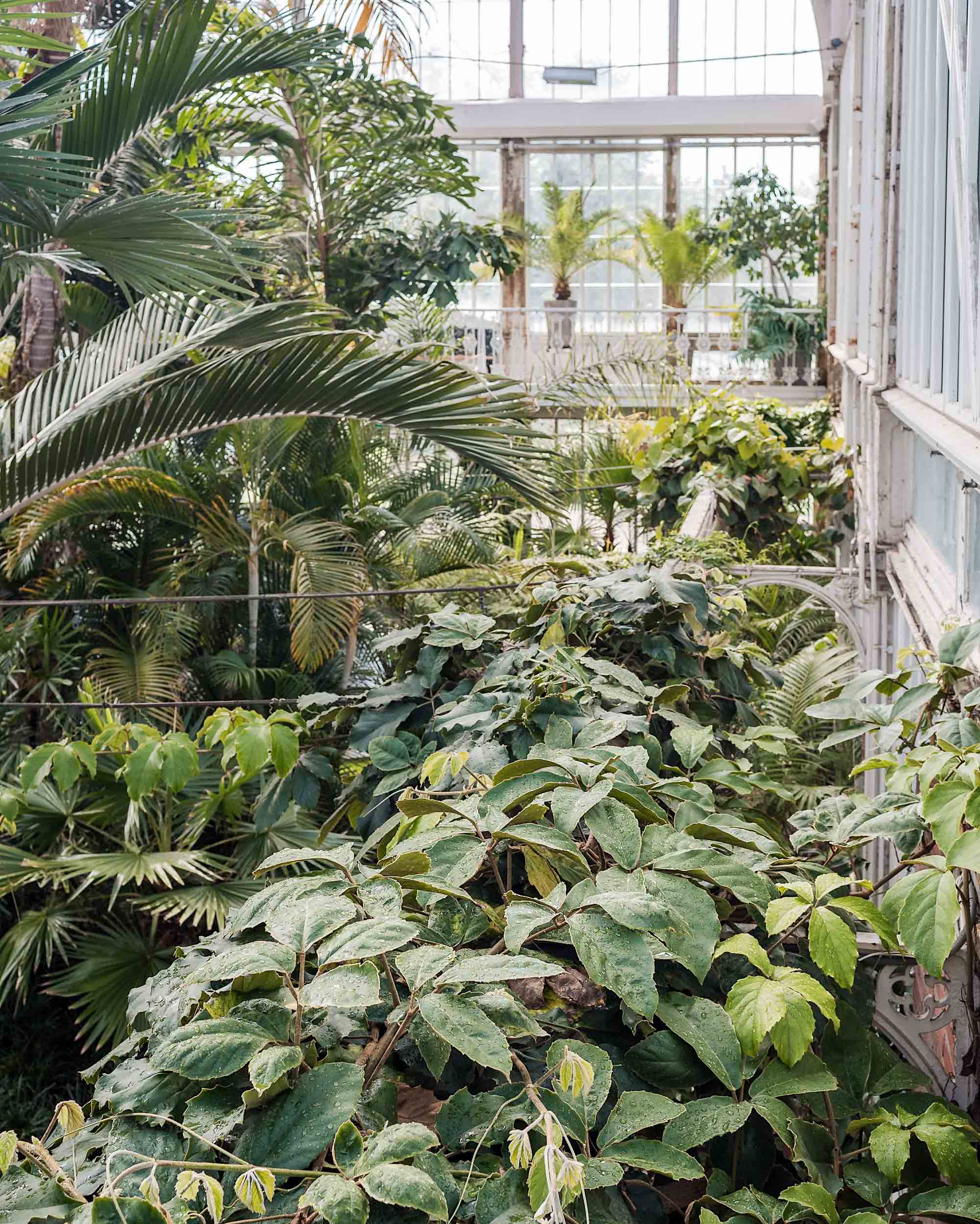 Inside the Palm House in Gothenburg