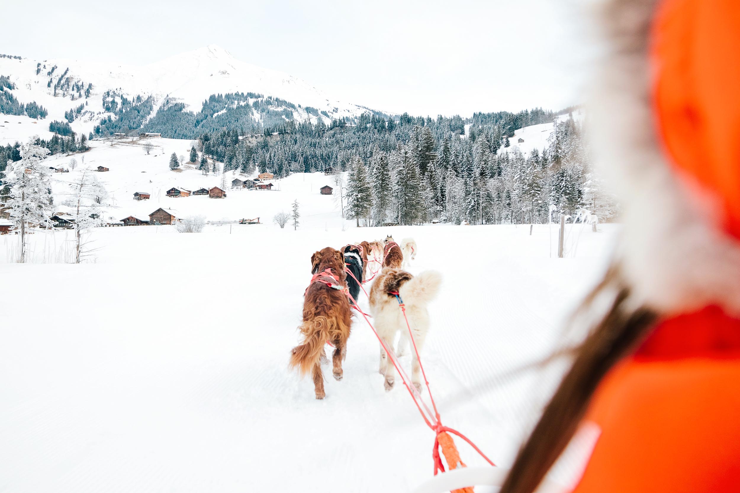 Dog sledding in Gstaad