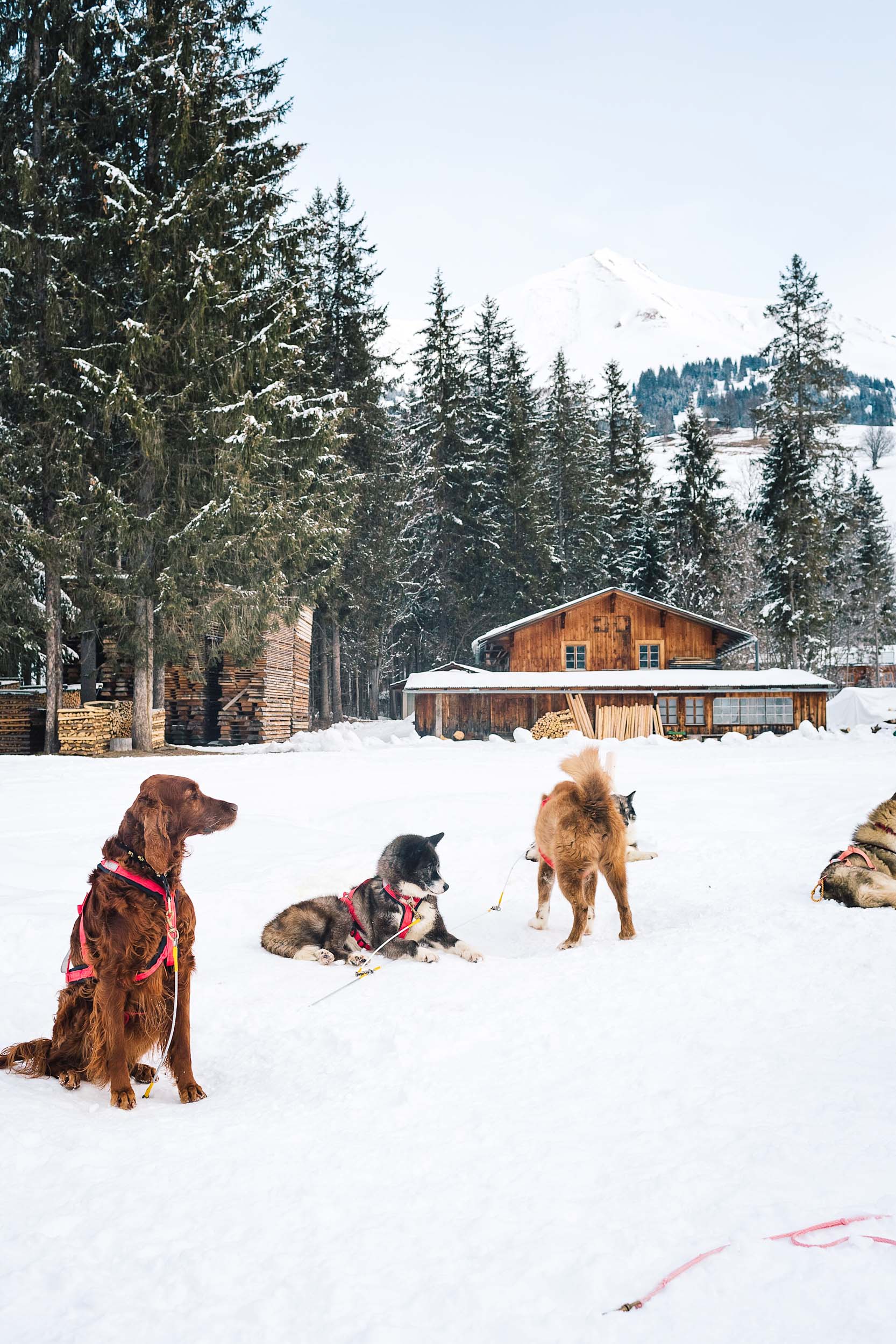 Dogs ready to take us sledding in Switzerland