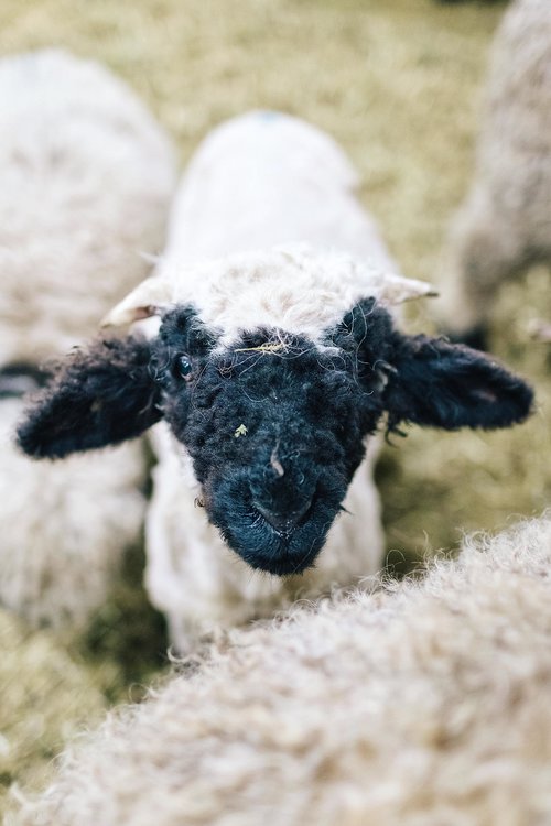 A baby black nose sheep in Switzerland