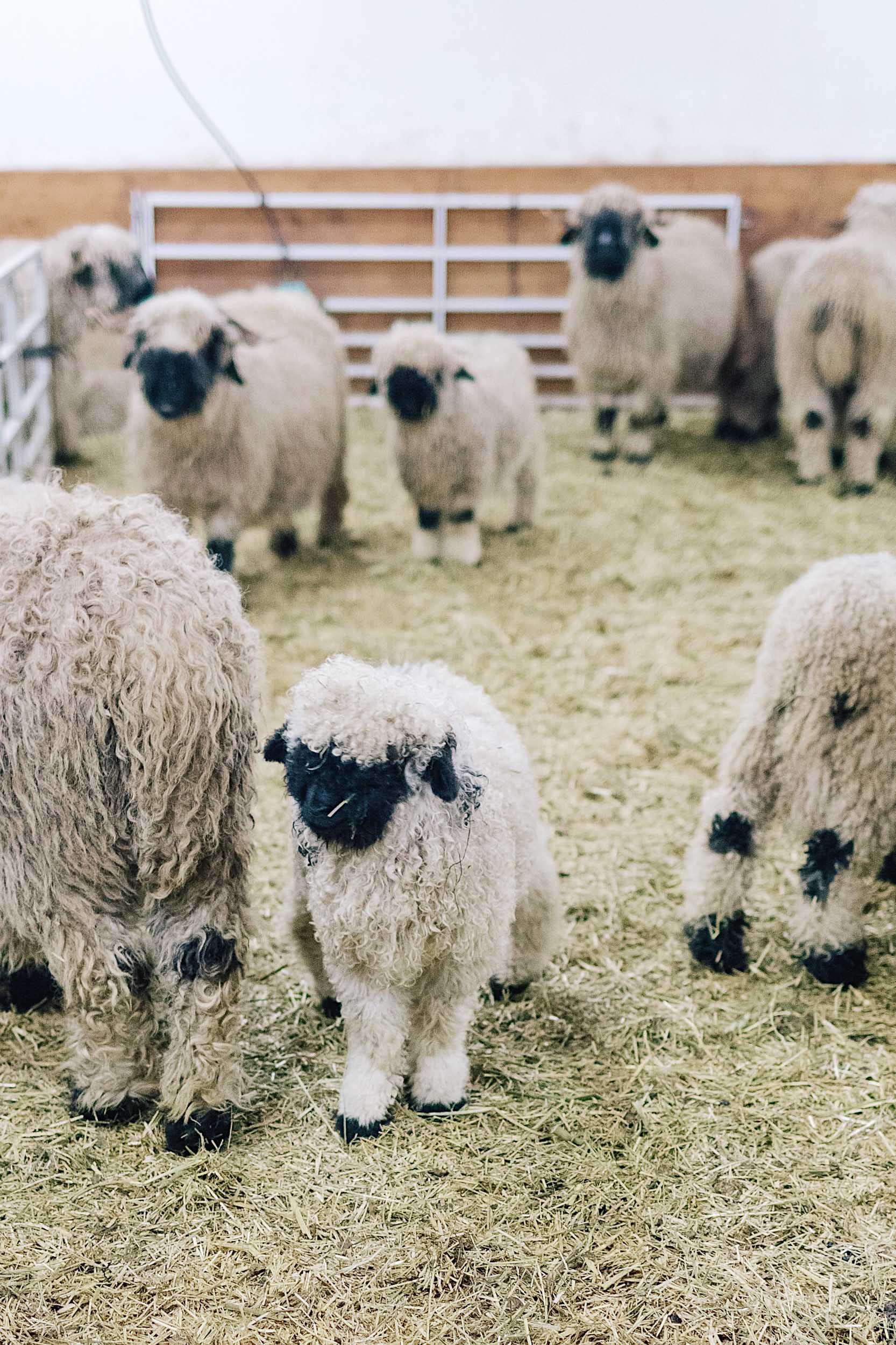 A traditional black nose sheep farm in Zermatt, Switzerland