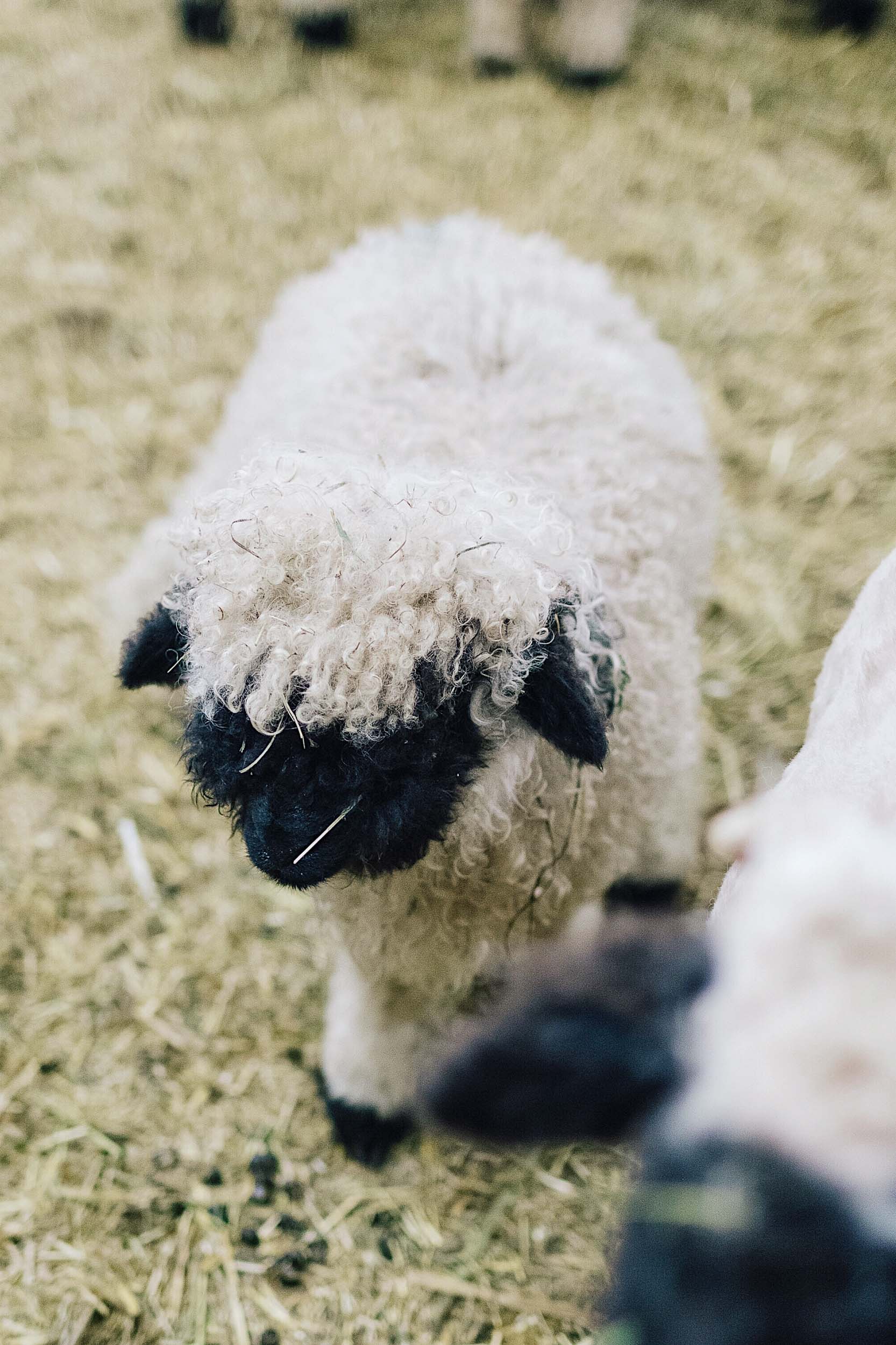 A fuzzy little black nose sheep