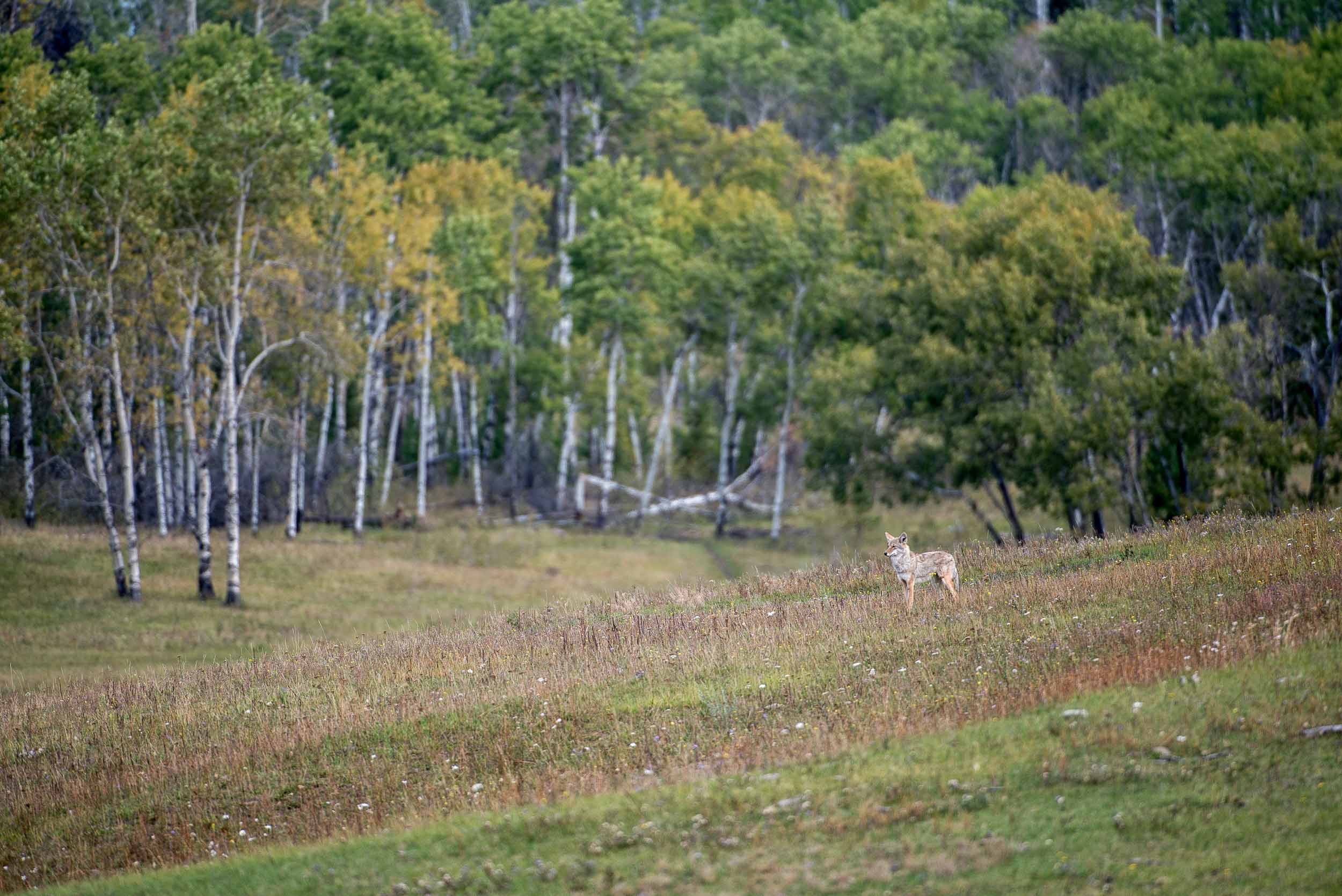 Coyote at The Flying U Ranch. Credit: Destination BC/Michael Bednar