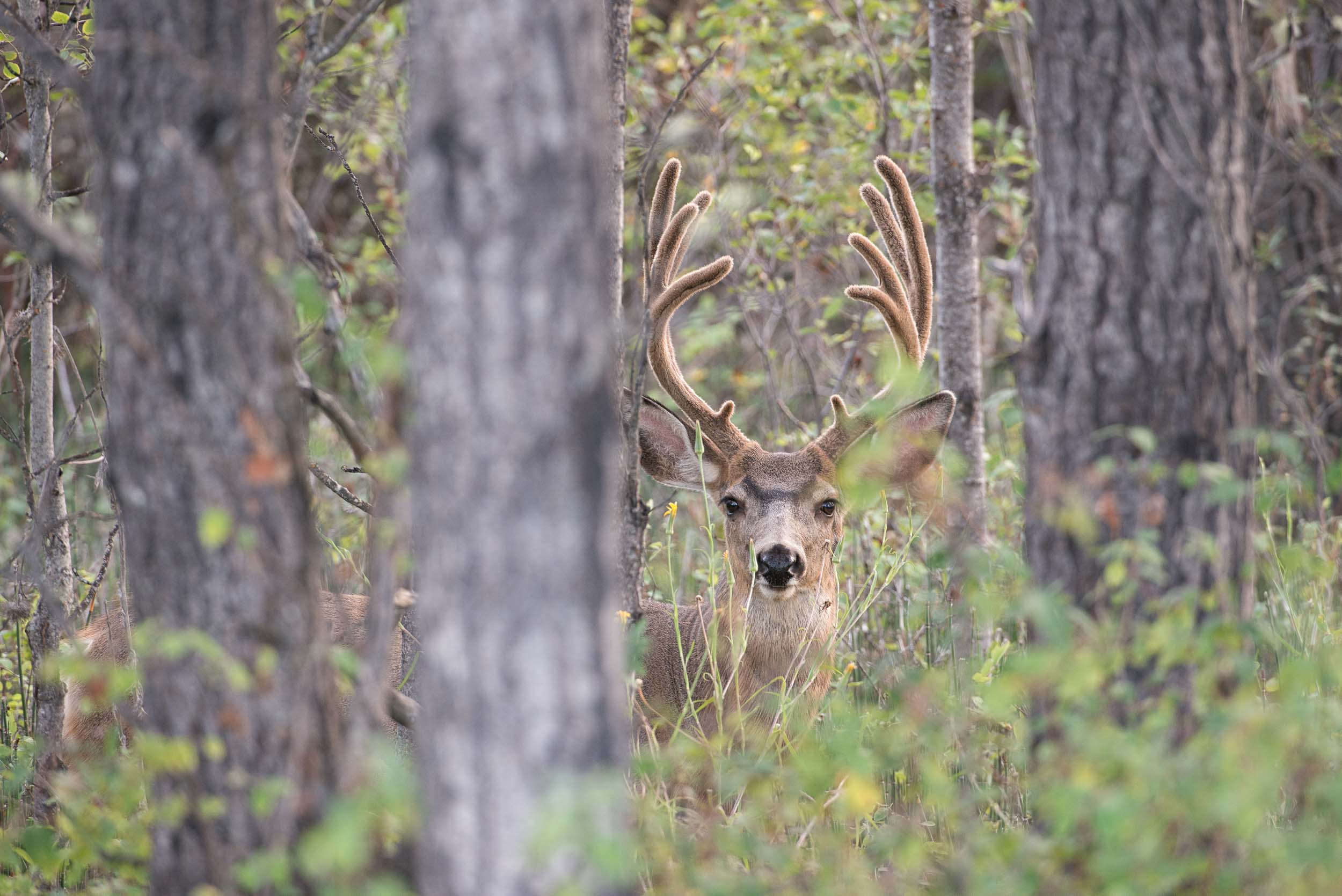 Deer at 108 Mile Ranch. Credit: Destination BC/Michael Bednar