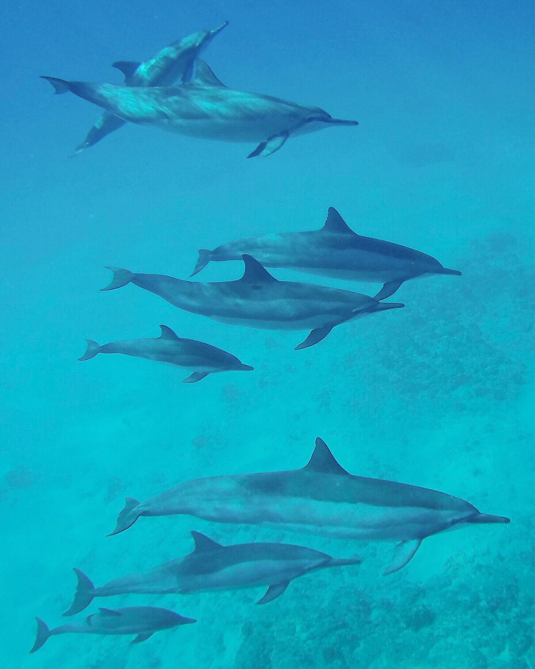 Underwater dolphin photography in Oahu, Hawaii