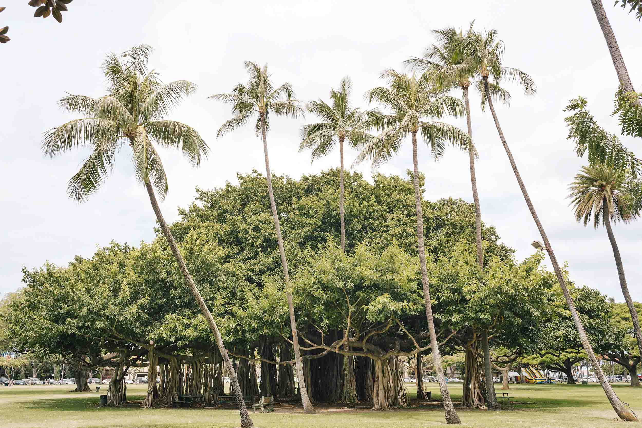 A banyan tree in Hawaii