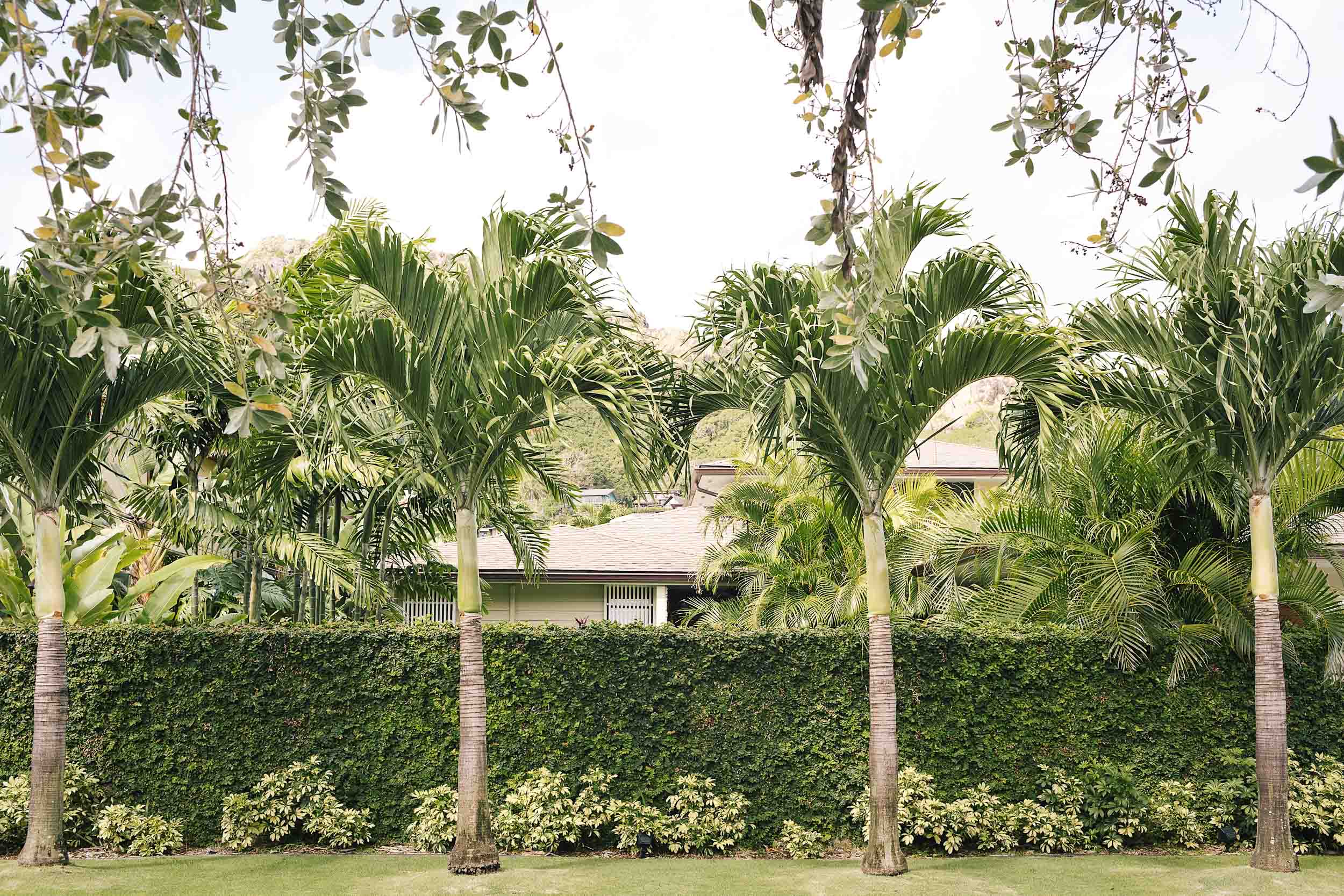 Palm trees lining a home in Hawaii