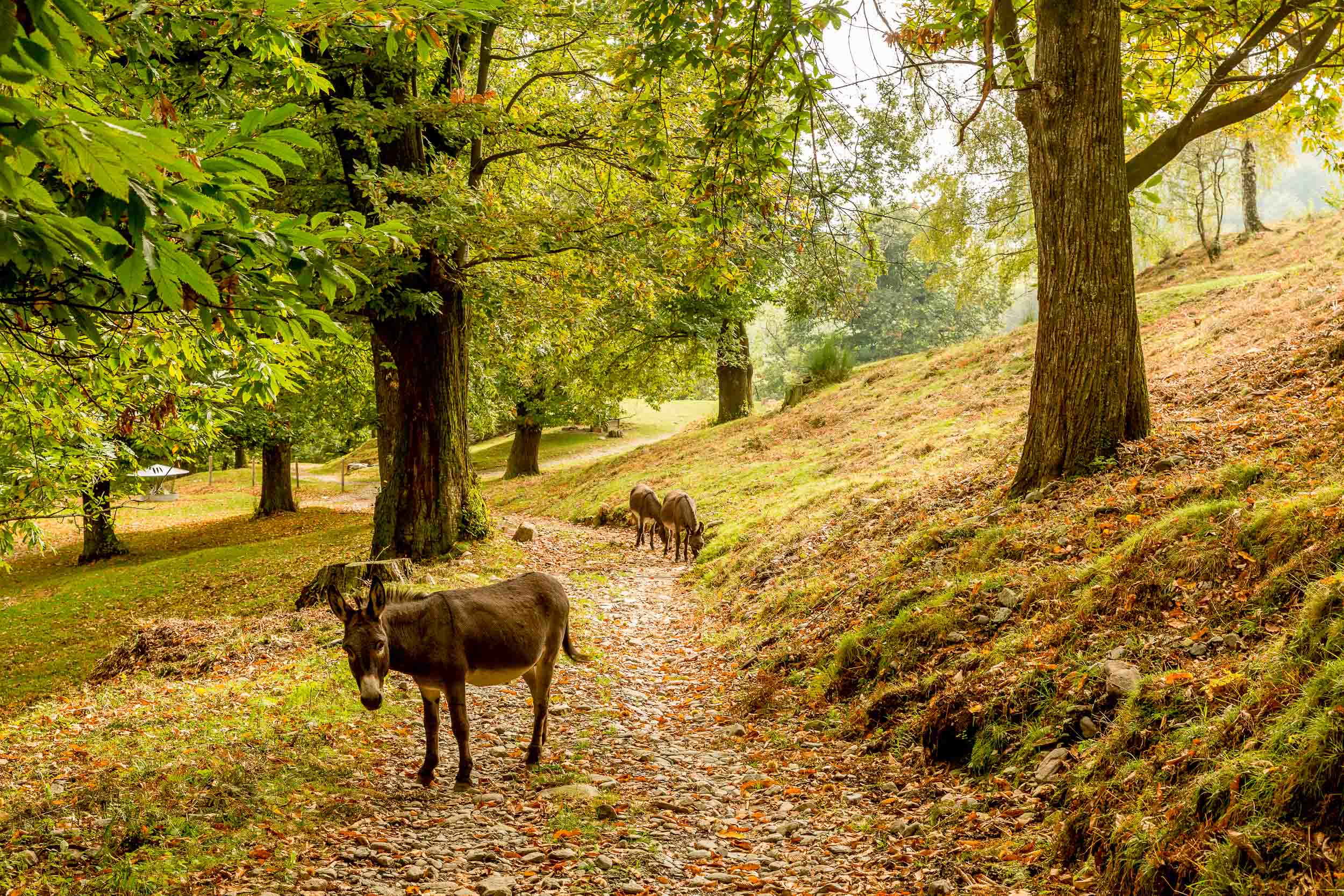 Malcantone, the gently curving, densely overgrown, domed hilly landscape, that curves up from Lake Lugano to Monte Lema, derived its livelihood for centuries mainly from one product: the chestnut.