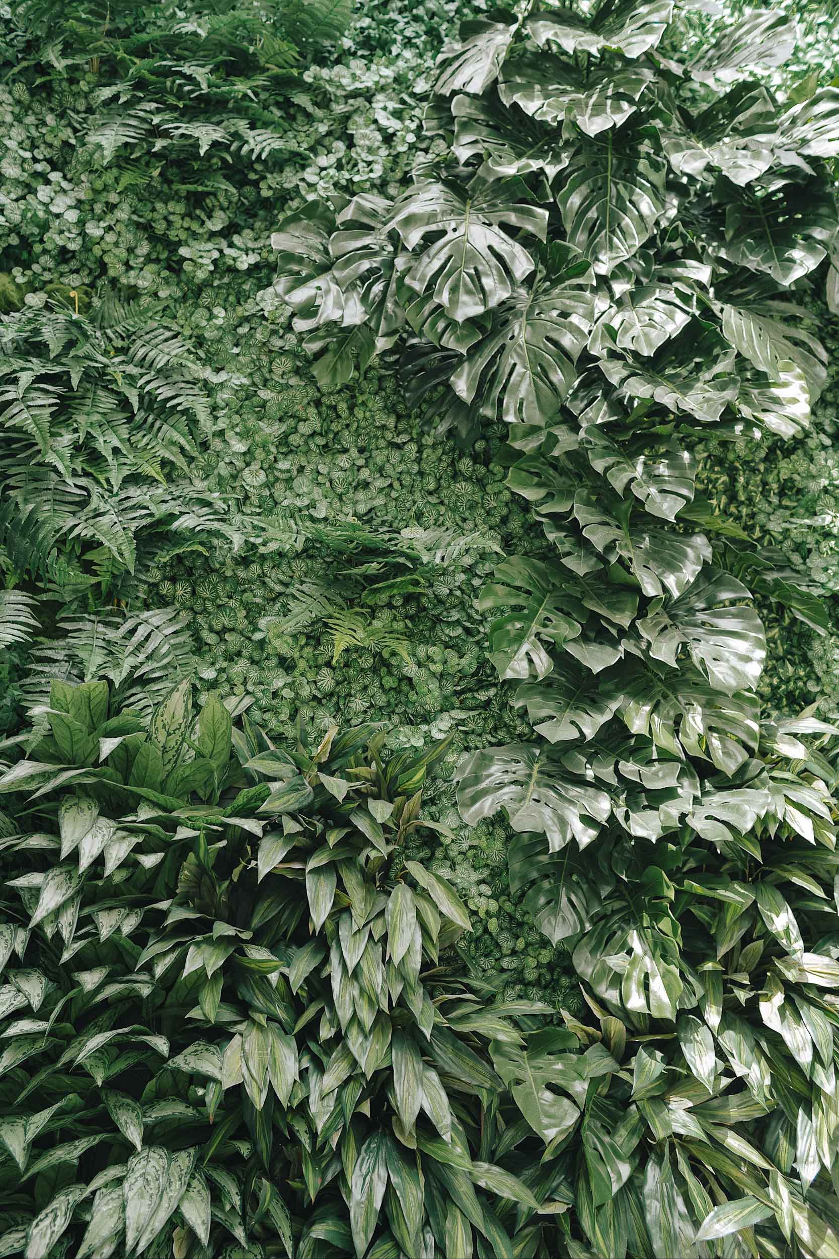 A pretty plant wall at The Hoxton Paris
