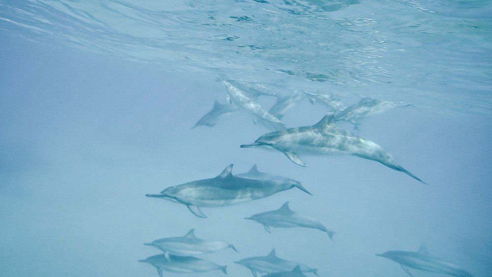 Swimming with dolphins in the wild on Oahu - one of the top 10 things to do