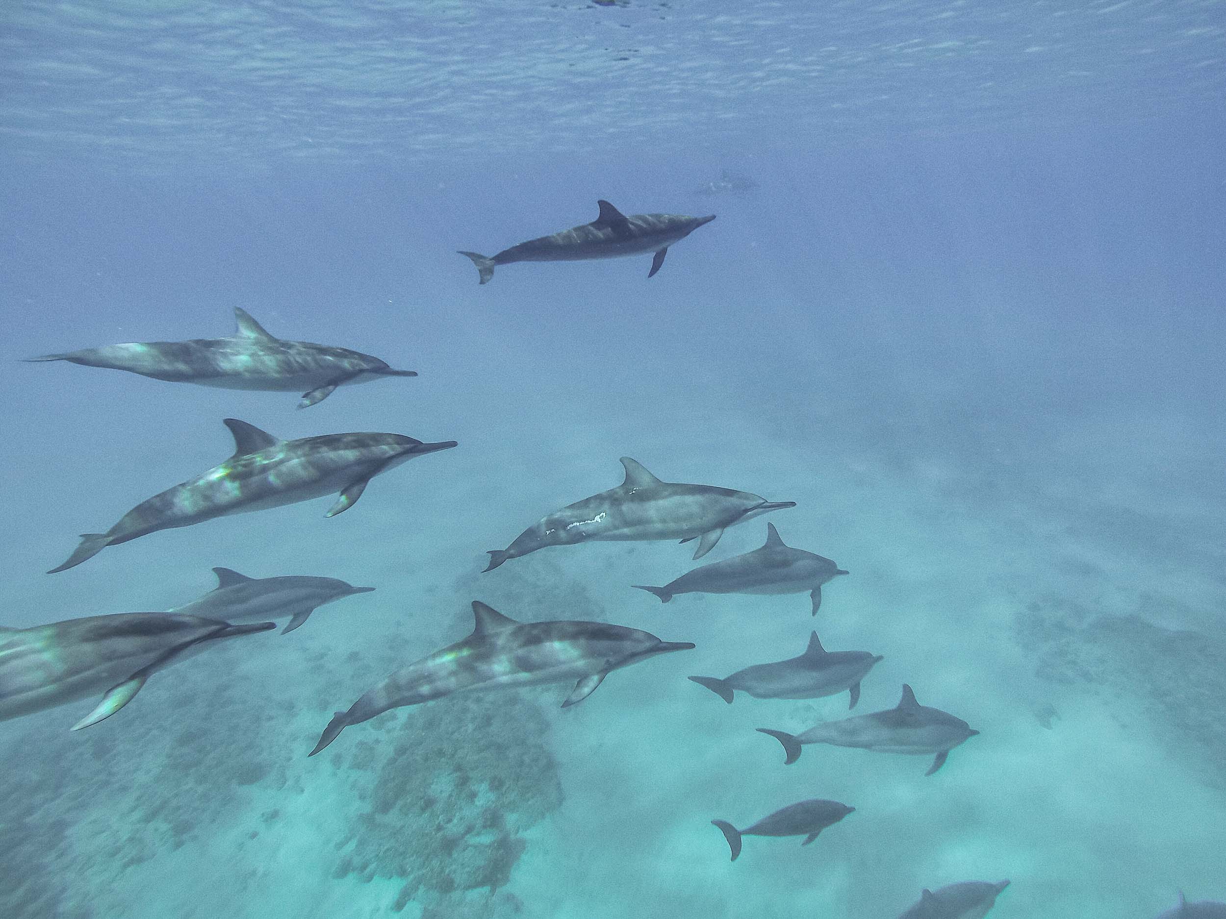 Dolphins in the wild off the shores of Oahu