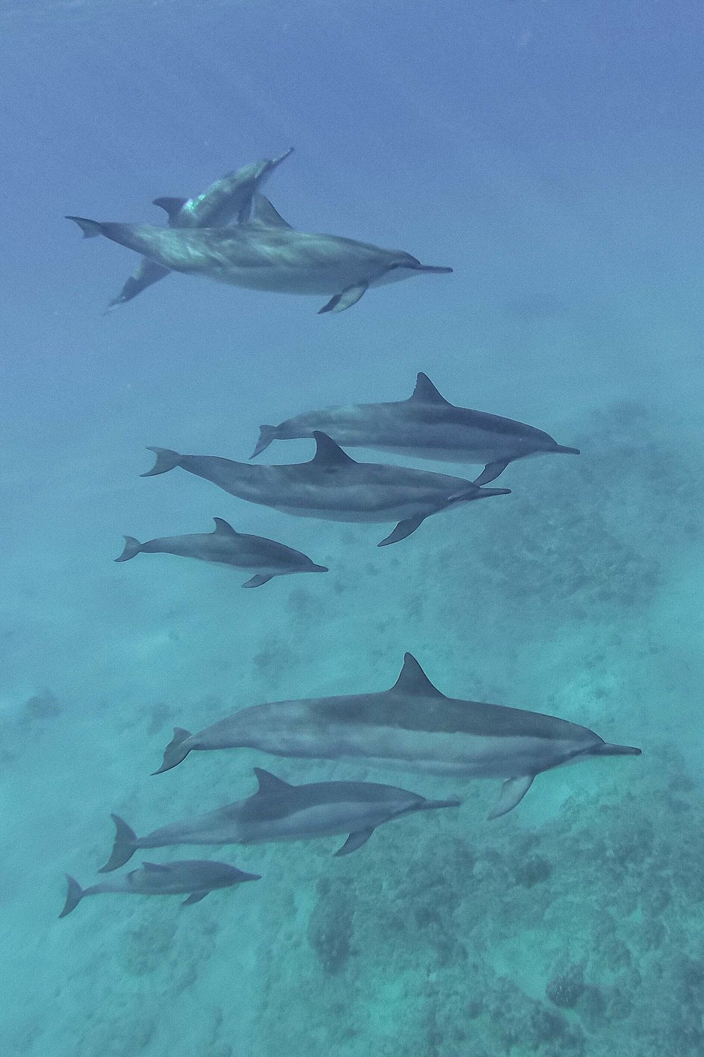 The best things to do in Oahu, Hawaii - swim with dolphins in the wild