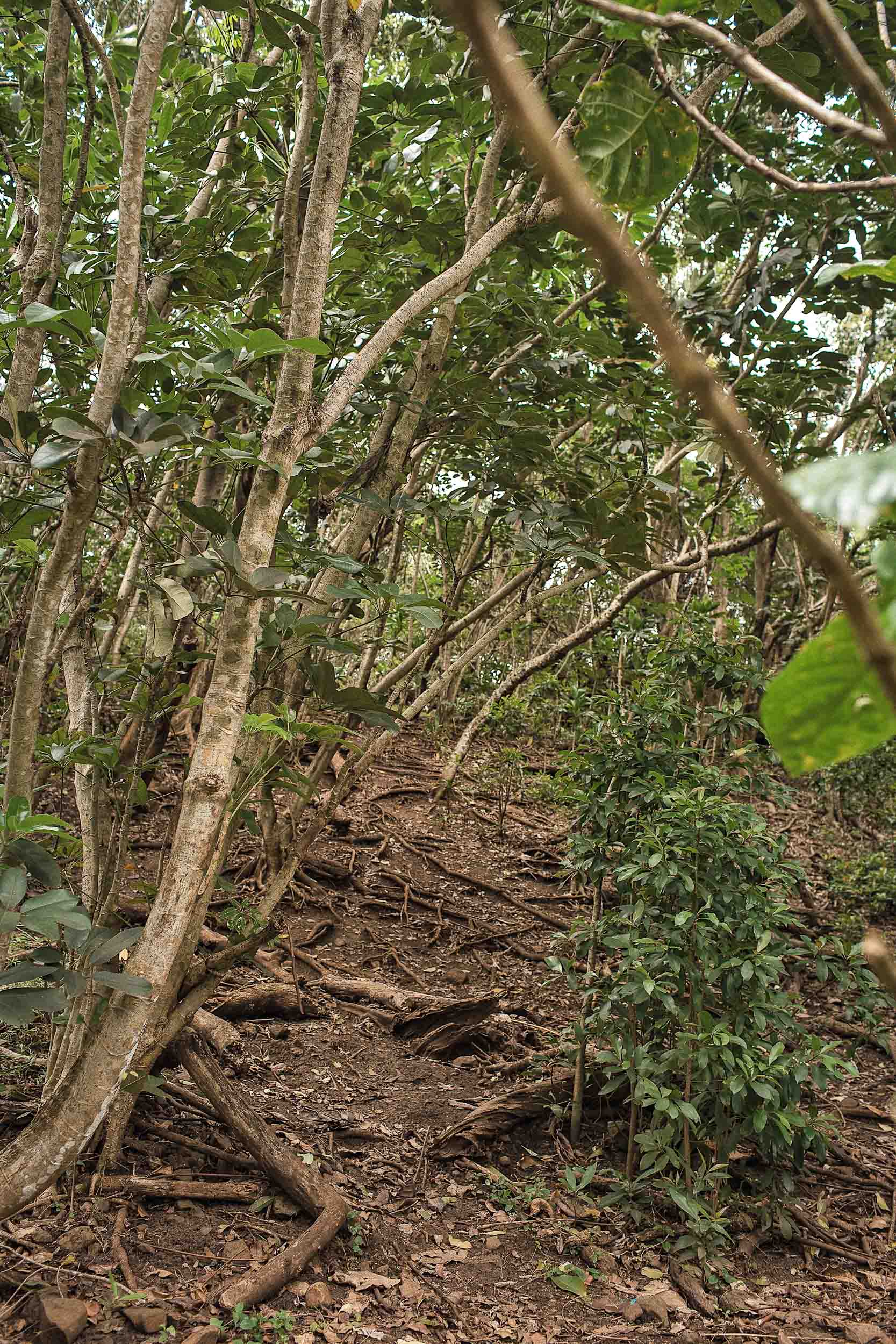 Steps made out of tree branches during the Crouching Lion Hike