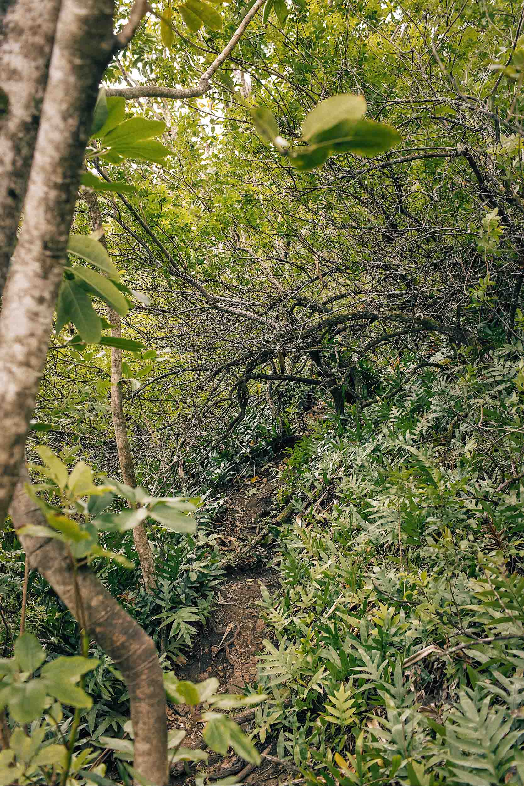 A tree tunnel while hiking to Crouching Lion Hawaii