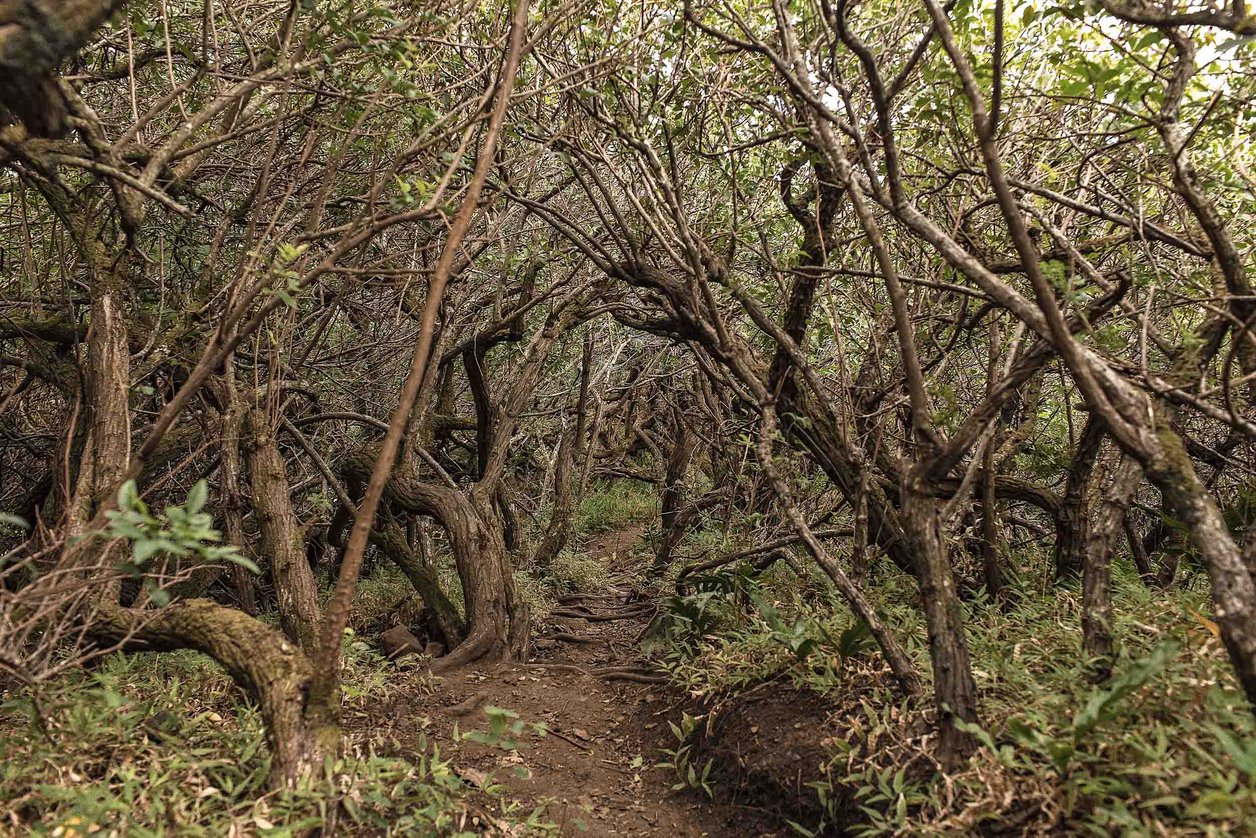 A tree tunnel on the way to Crouching Lion Hawaii