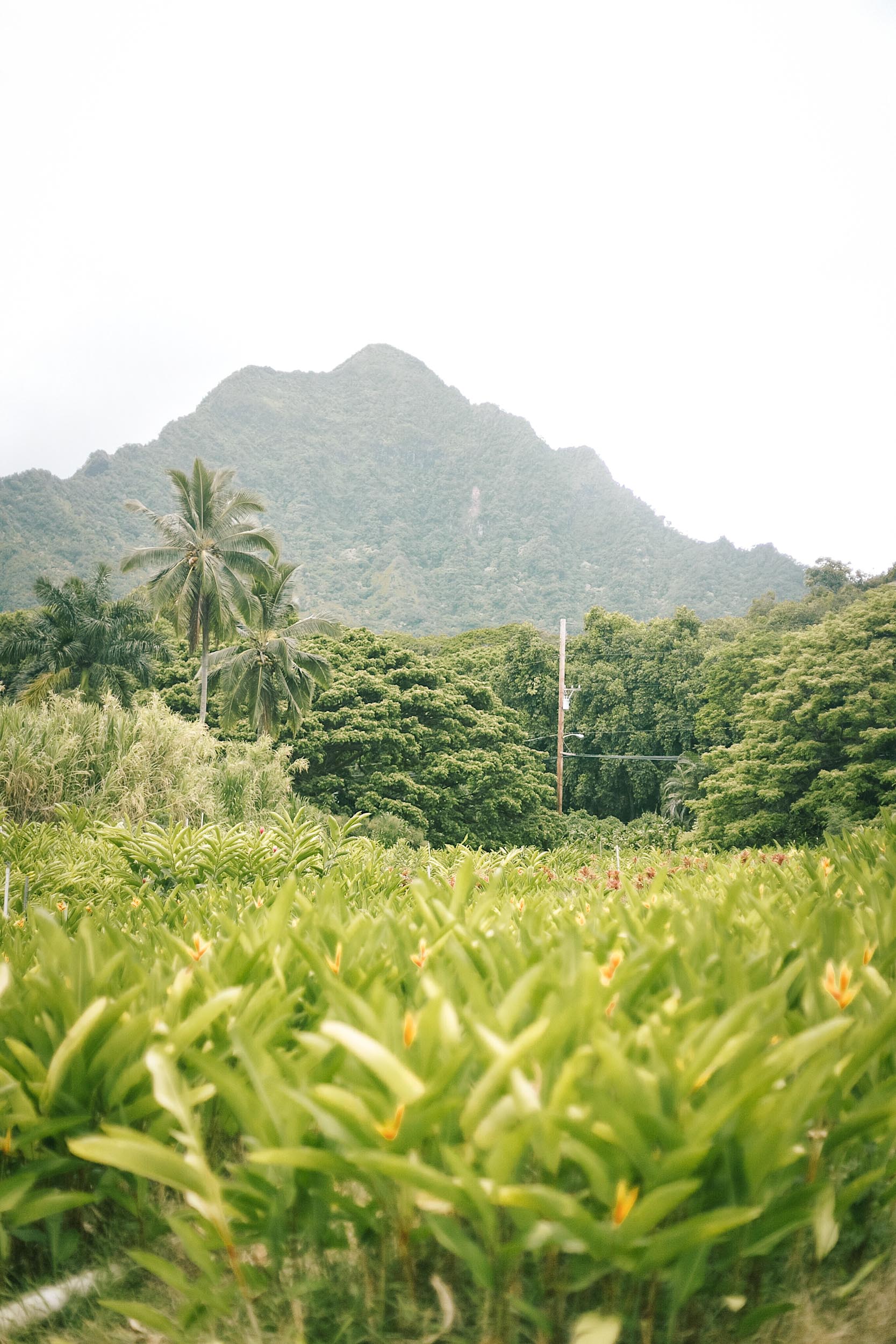 Kualoa Ranch weather can be a bit unpredictable 