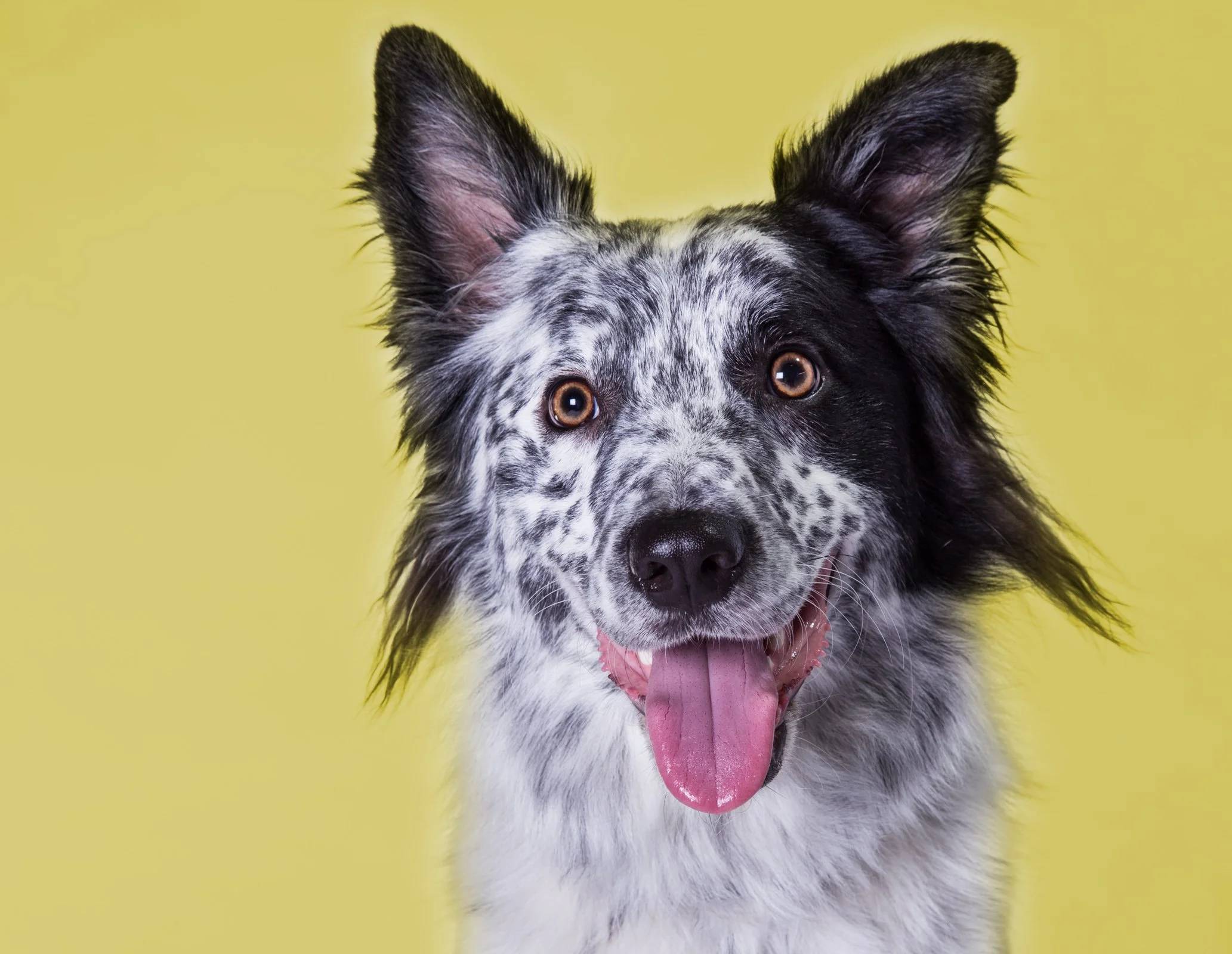 Dog Portraits