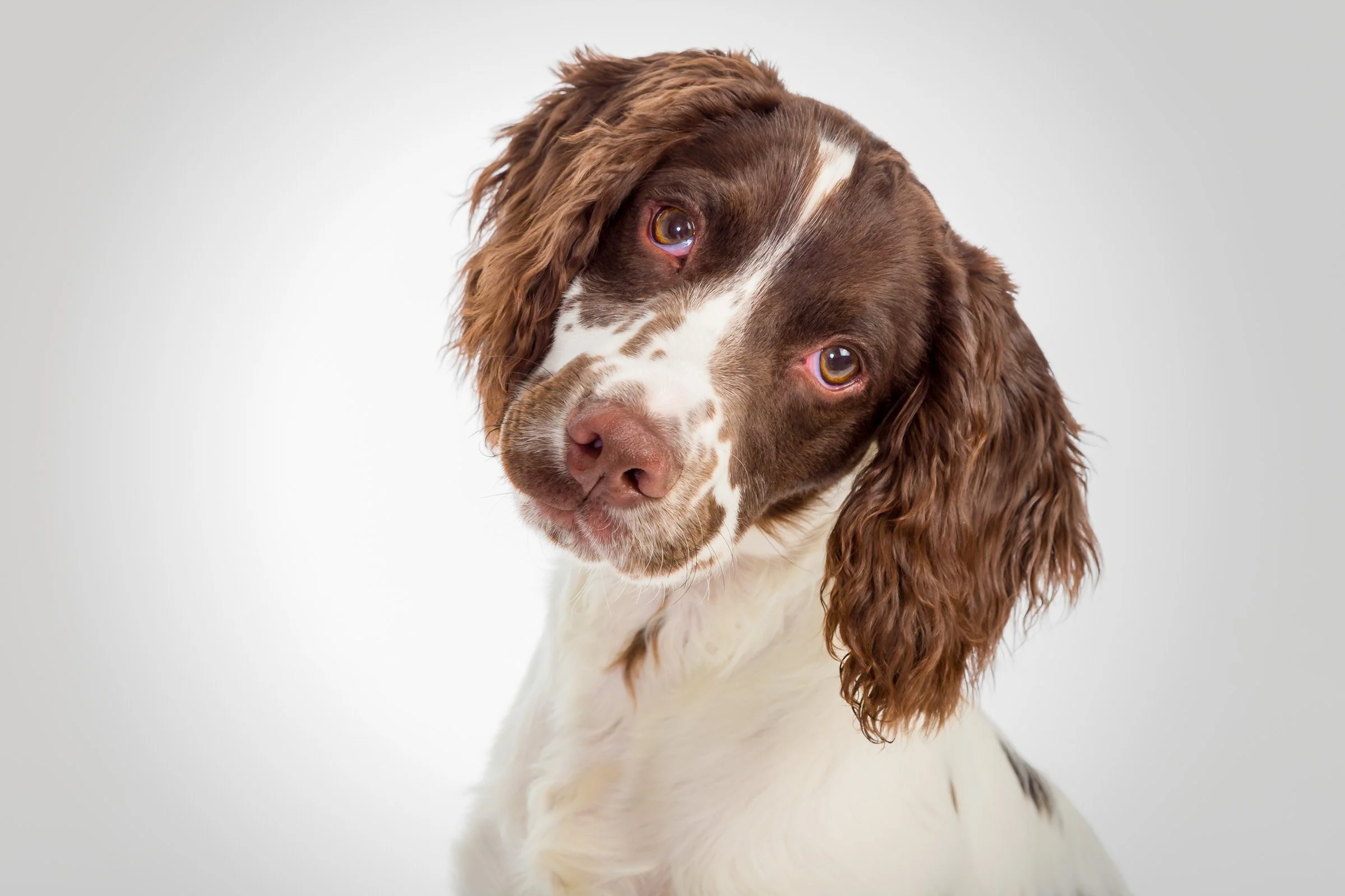 Trading the Boardroom for Belly Rubs: Introducing Gott Dog Photography!