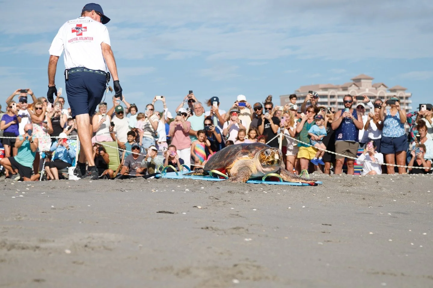 That feeling when you're finally home! 🐢✨

 Witnessing the release of Swim Shady by the incredible team at the Loggerhead Marinelife Center in Juno Beach was pure magic. Head to the link in my bio to see the full blog post! #JunoBeach #SeaTurtleRele