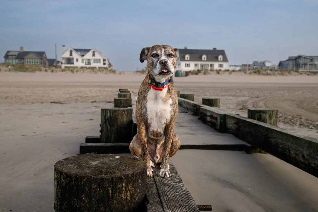 Pretty sure someone's ready for their close-up! 😉 My favorite beach buddy, always sticking that tongue out for the camera. I love capturing these candid moments.
What's your pet's silliest habit? Share a photo or story in the comments below!
