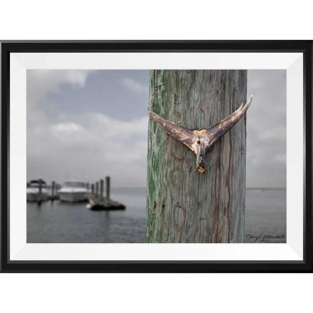 Fishermen traditionally nail shark fins or tails to dock pilings to showcase their successful shark fishing trips. This serves as a visual advertisement of their fishing prowess and attracts potential customers interested in shark fishing excursions.