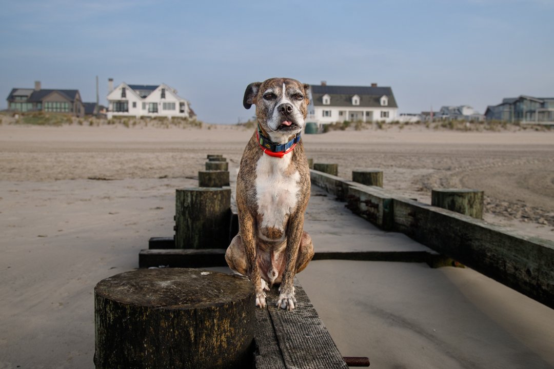 Pretty sure someone's ready for their close-up! 😉 My favorite beach buddy, always sticking that tongue out for the camera. I love capturing these candid moments.
What's your pet's silliest habit? Share a photo or story in the comments below!