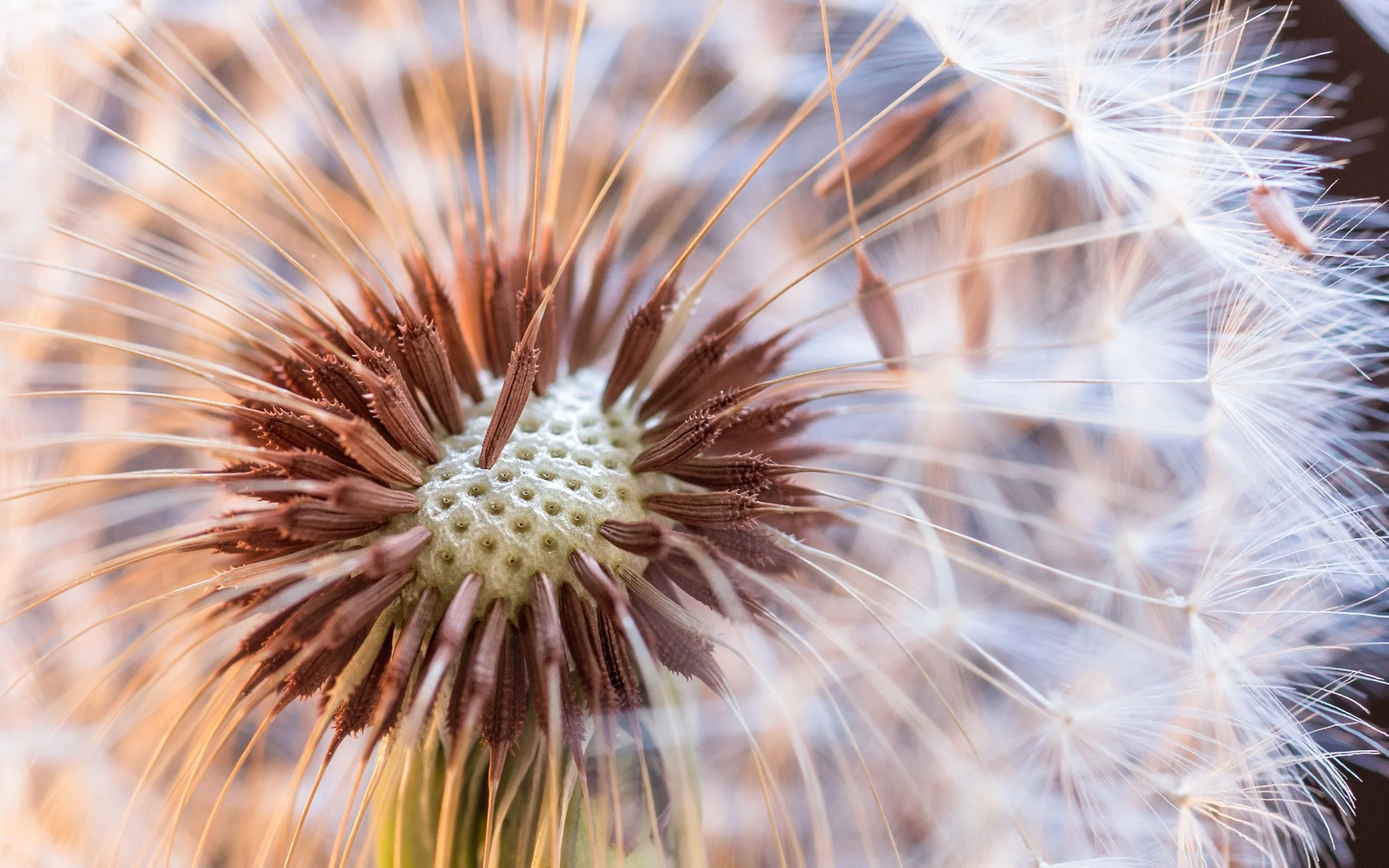 An extreme macro photograph of a dandelion by Cheryl Gottschall, demonstrating technical precision and fine detail.