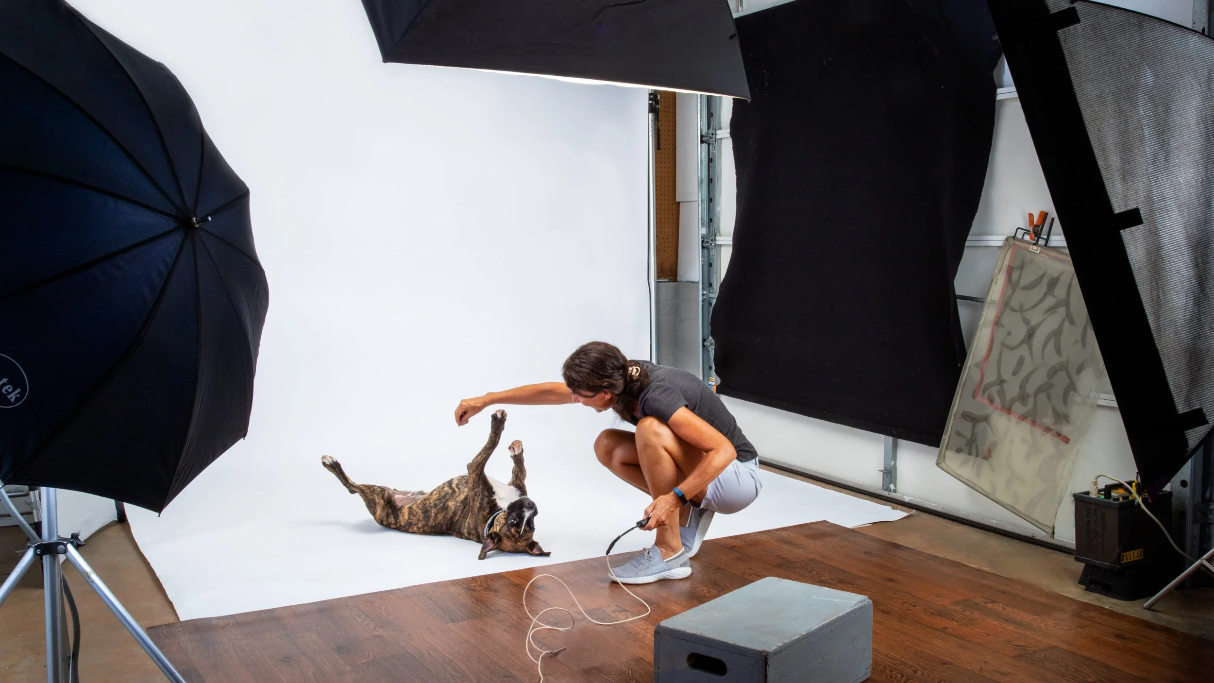 Cheryl Gottschall holding a treat above a dog. In the studio of Gottschall Photography | Gott Dog Photography