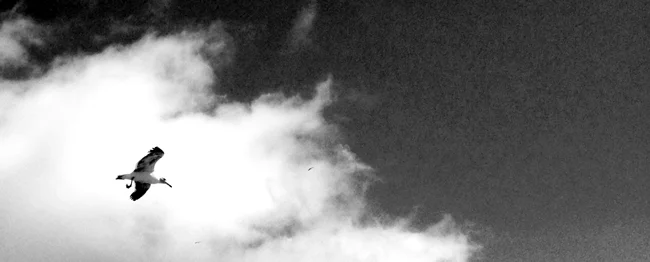 seagull-6_john-michael-gill.jpg