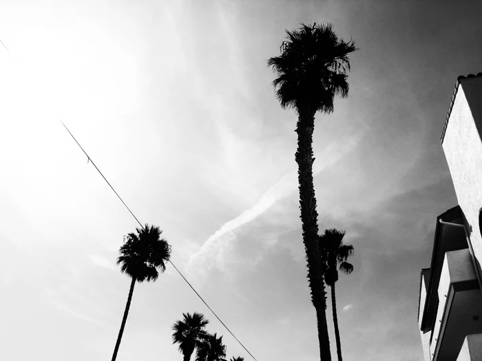 3palmtreesinlight_blkwhi_johnmichaelgill.jpg