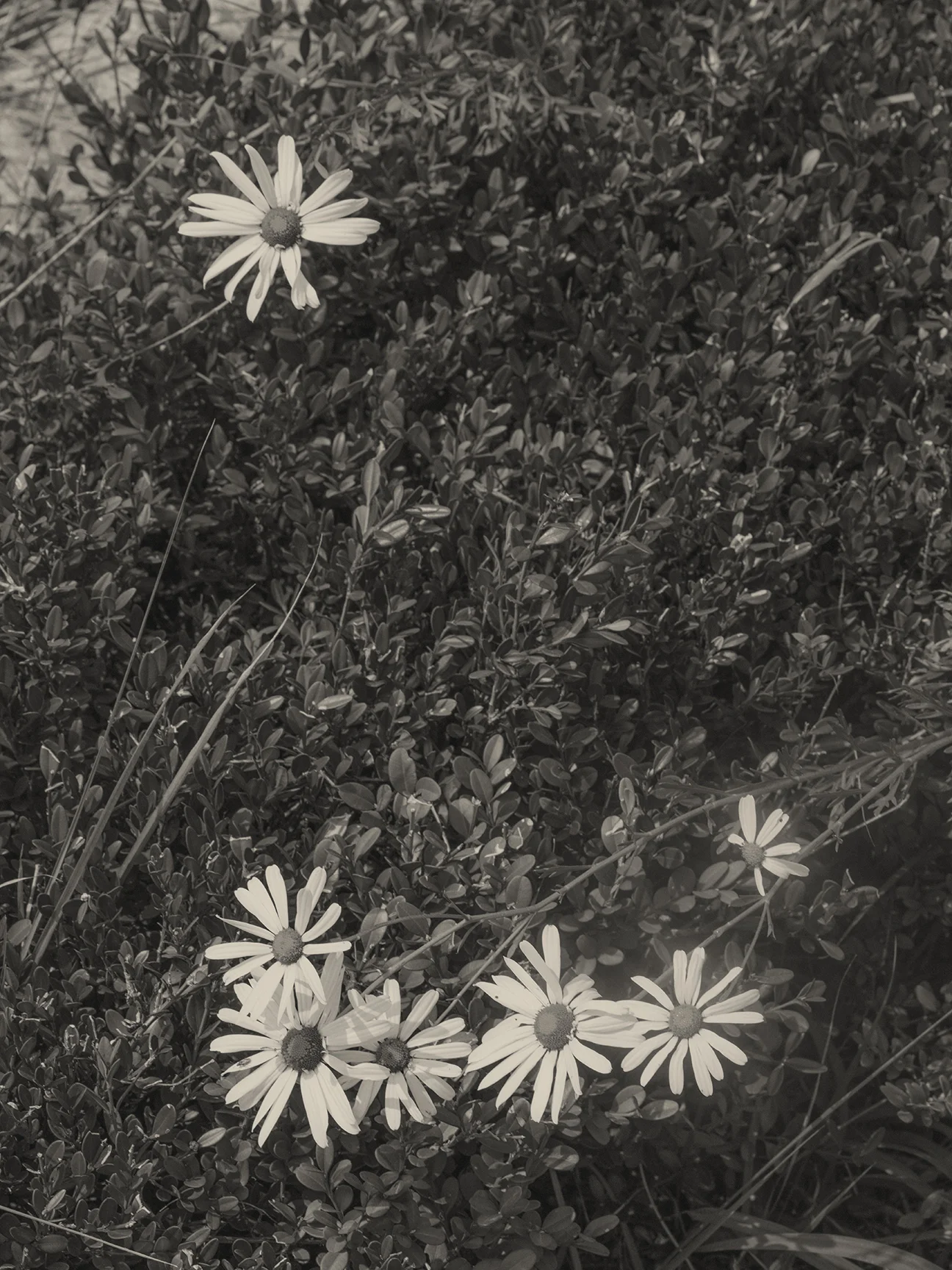 0X7A7257-Exposure.jpg