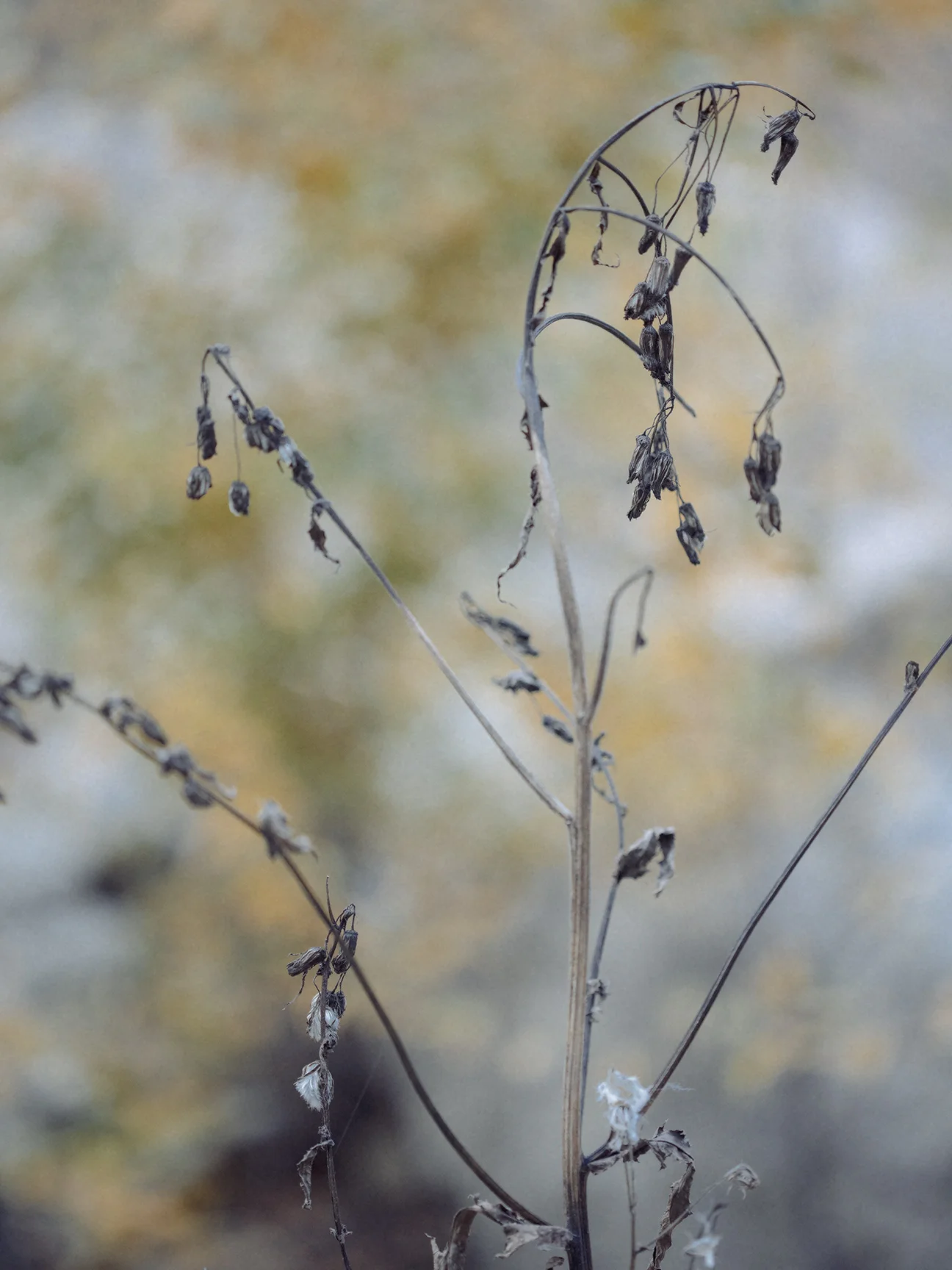 0X7A7552-Exposure.jpg