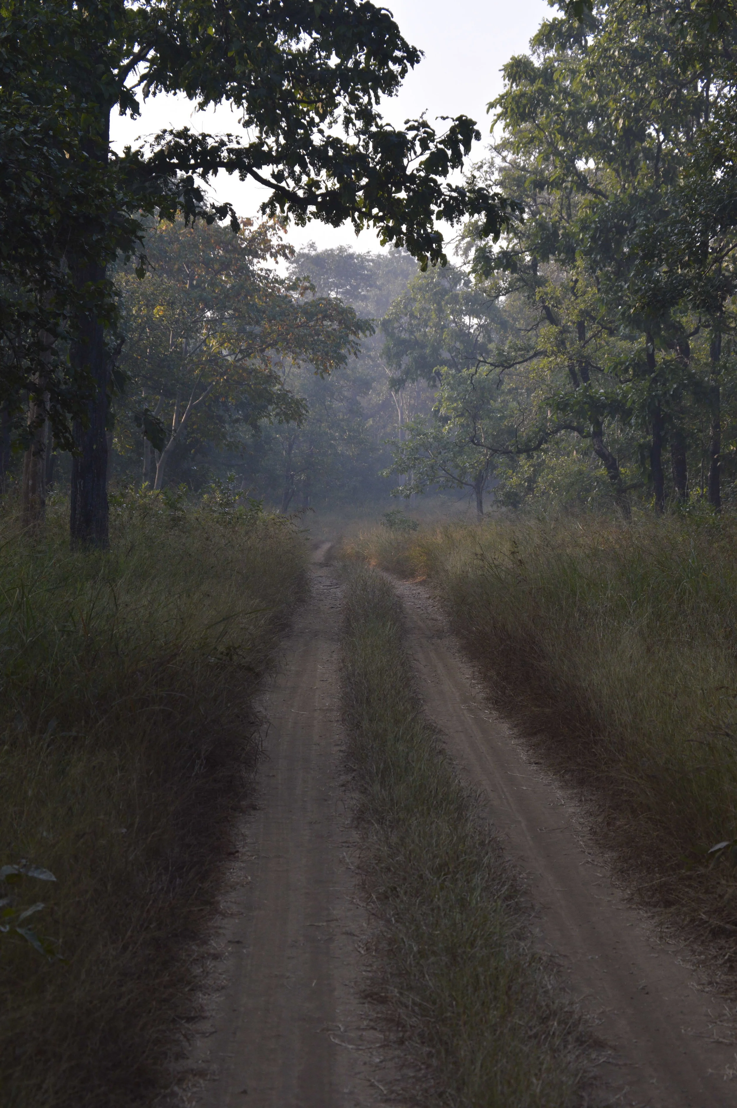 Into the wild...Literally