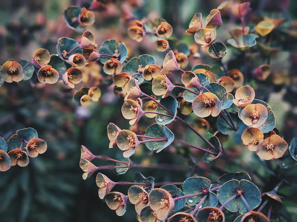 cup flowers resized.jpg