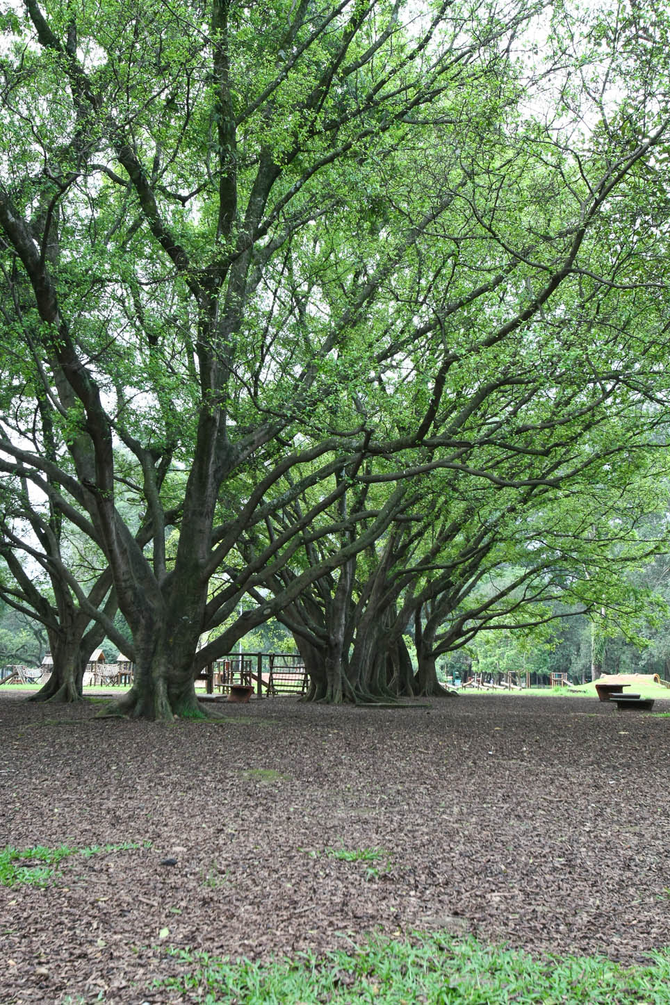  Parque do Ibirapuera 