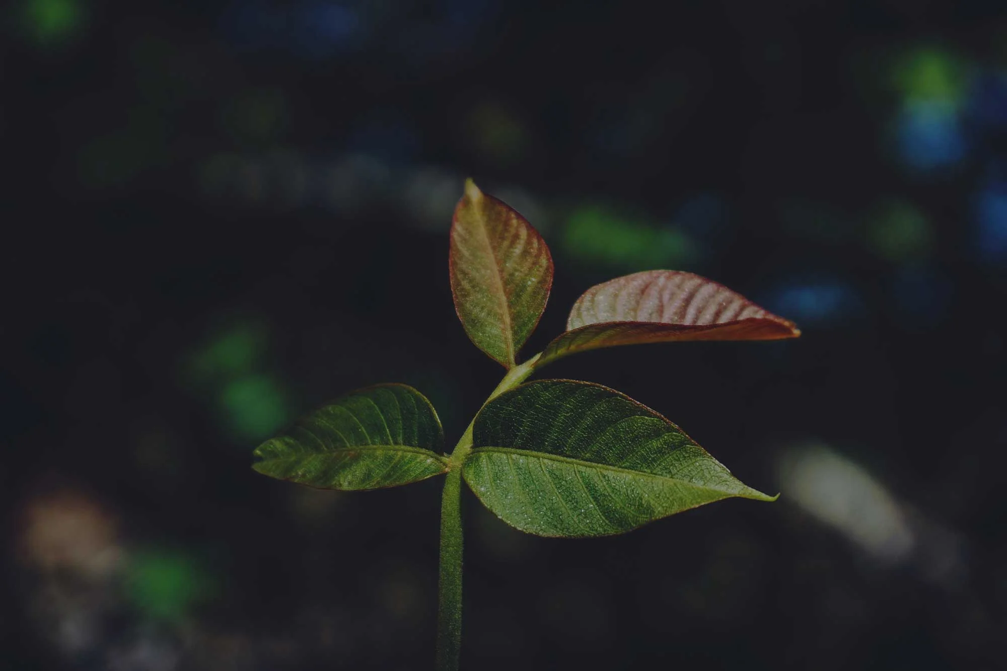Growability8.jpg