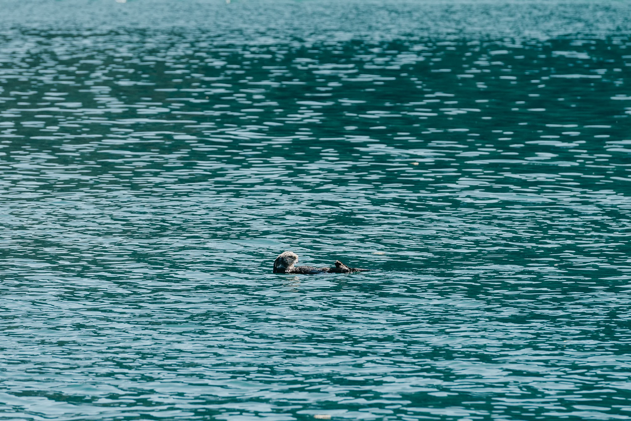 DSC_0341.jpg