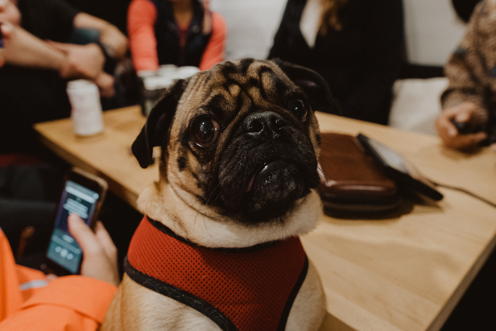 Cutest pug, owned by our super talented photographer friend, and van lifer: https://marievanderpoolphotography.com/