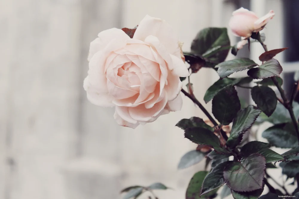 WILDFOX_KIM_PARIS_LONDON-80.jpg