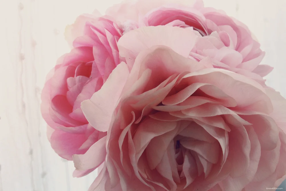 WILDFOX_KIM_PARIS_LONDON-130.jpg
