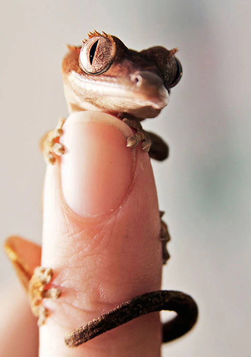 90f88-cute-reptiles-108__605.jpg