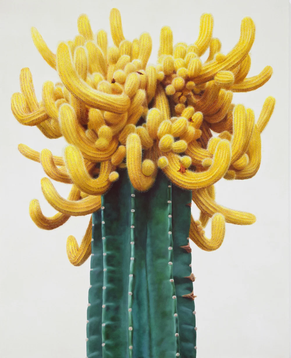 a4528-cactus-1.jpg
