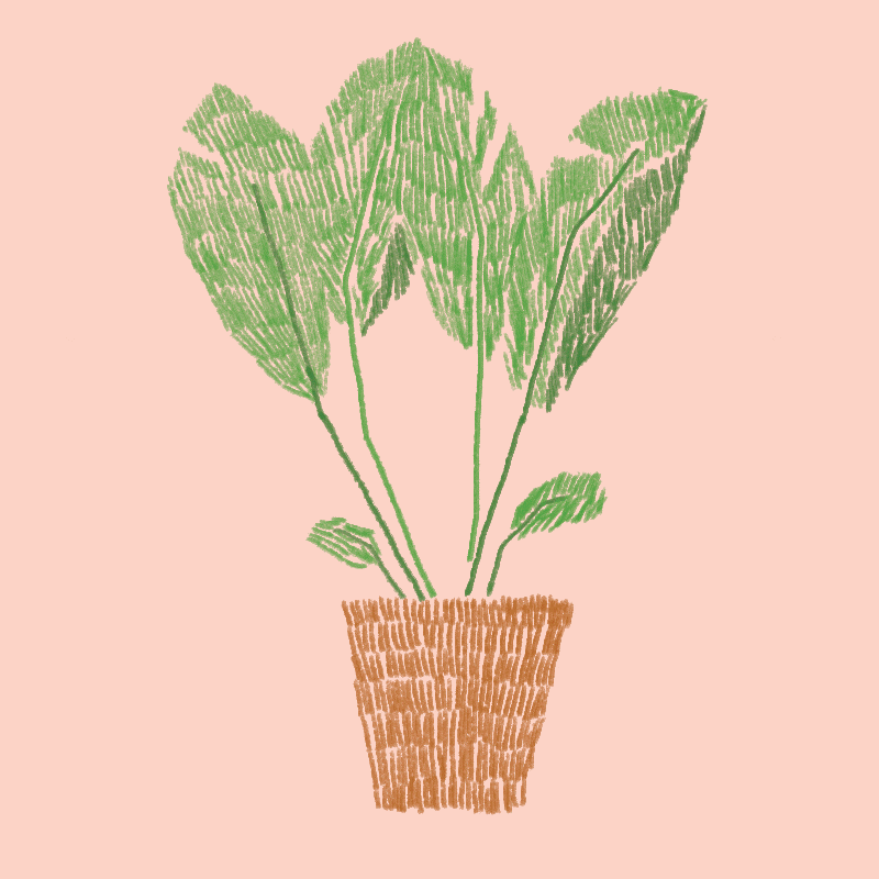 plant.gif