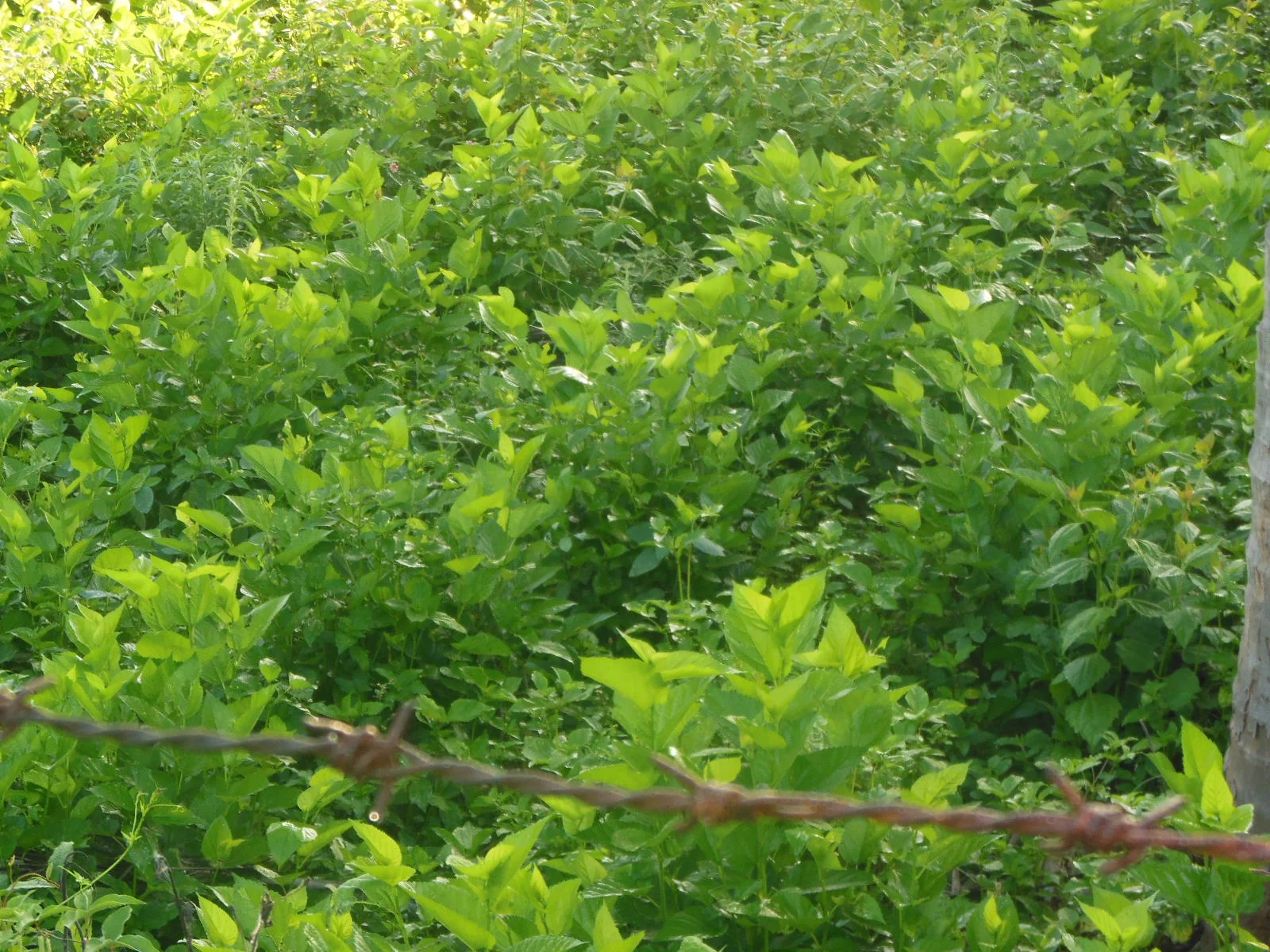 DSCN0514.JPG